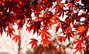 NextCloud+MySQL+PHP+Nginx+Raspberry Pi OS