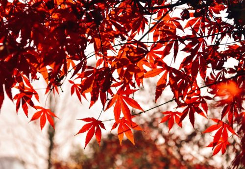 Ubuntu搭建Nginx-Nextcloud环境