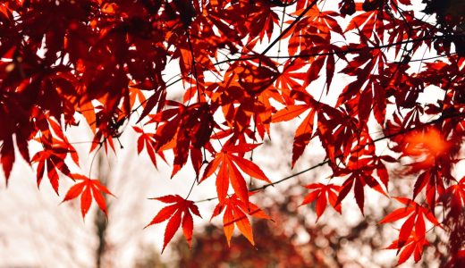 NextCloud+MySQL+PHP+Nginx+Raspberry Pi OS