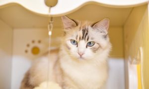 树莓派4B 4G安装docker