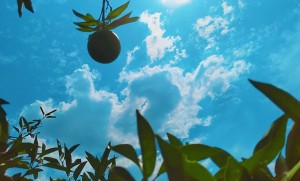 hexo配置robots.txt