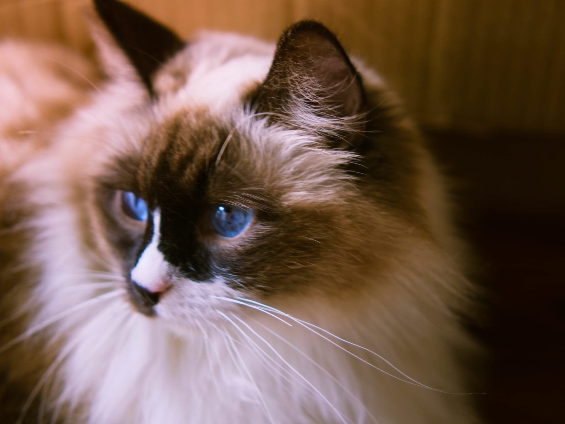 布偶猫