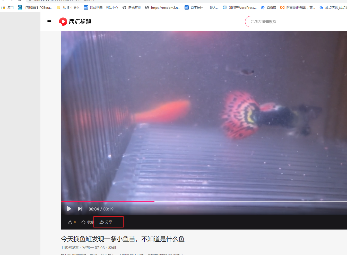 WordPress插入今日头条视频