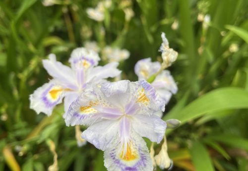 Collabora Office + nextcloud 快速部署