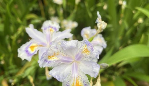 Collabora Office + nextcloud 快速部署