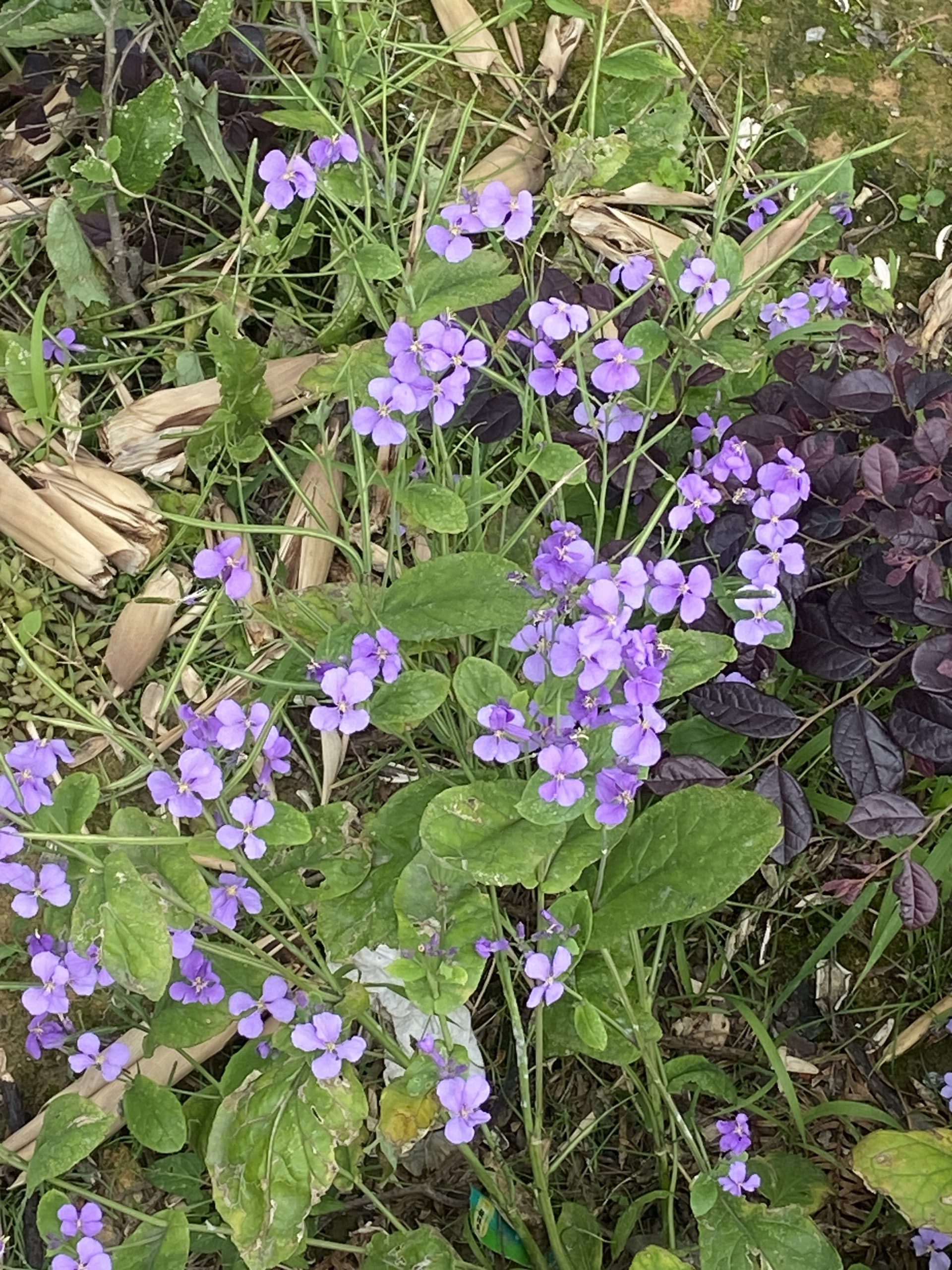 安顶山和同盘顶