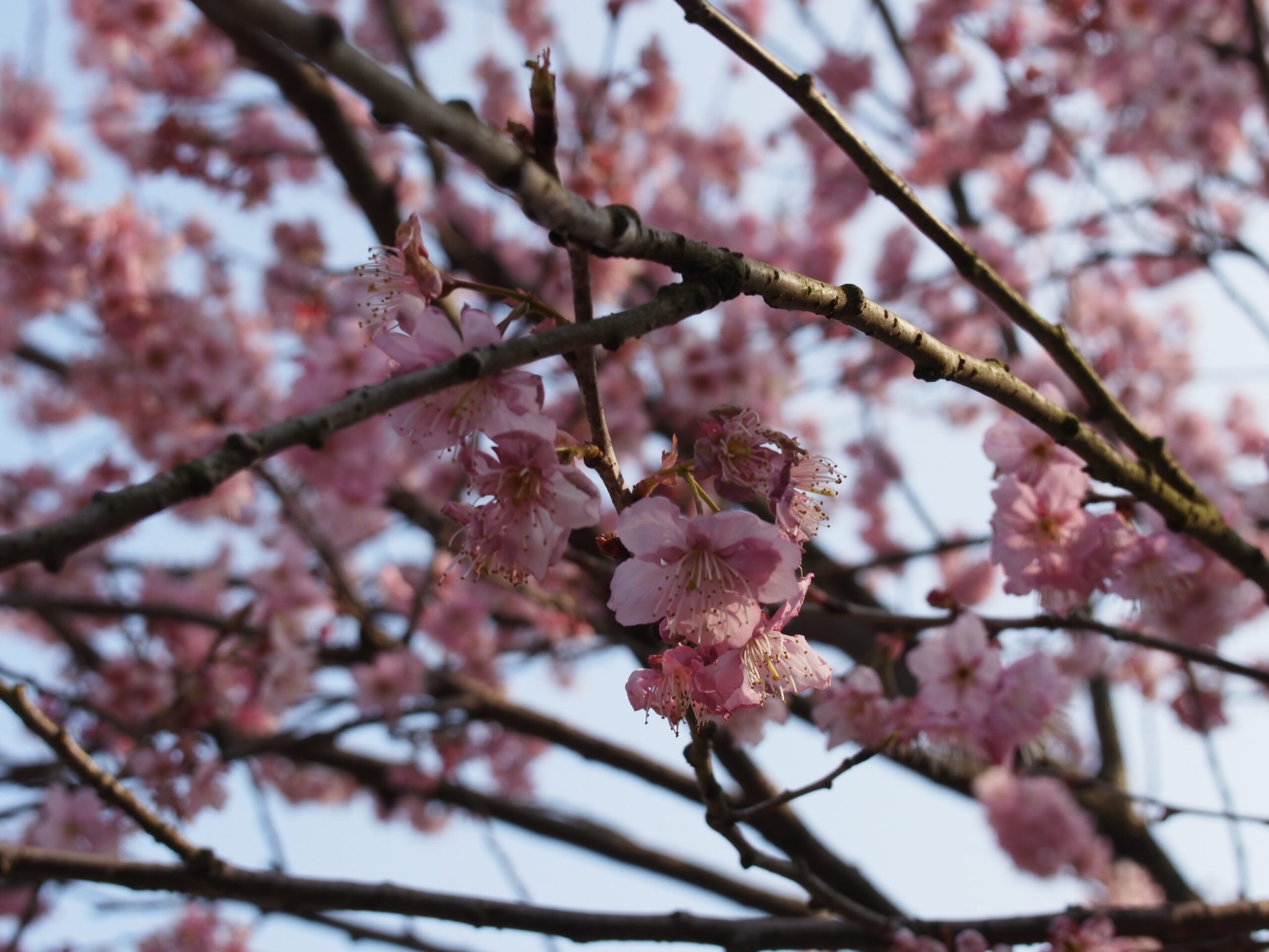 杭州西湖-太子湾樱花