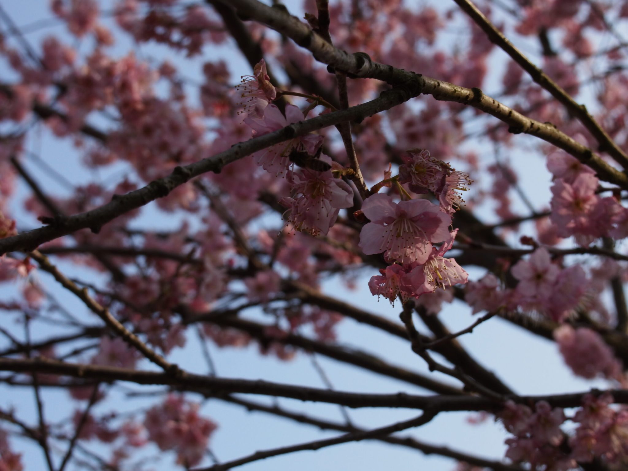 杭州西湖-太子湾樱花