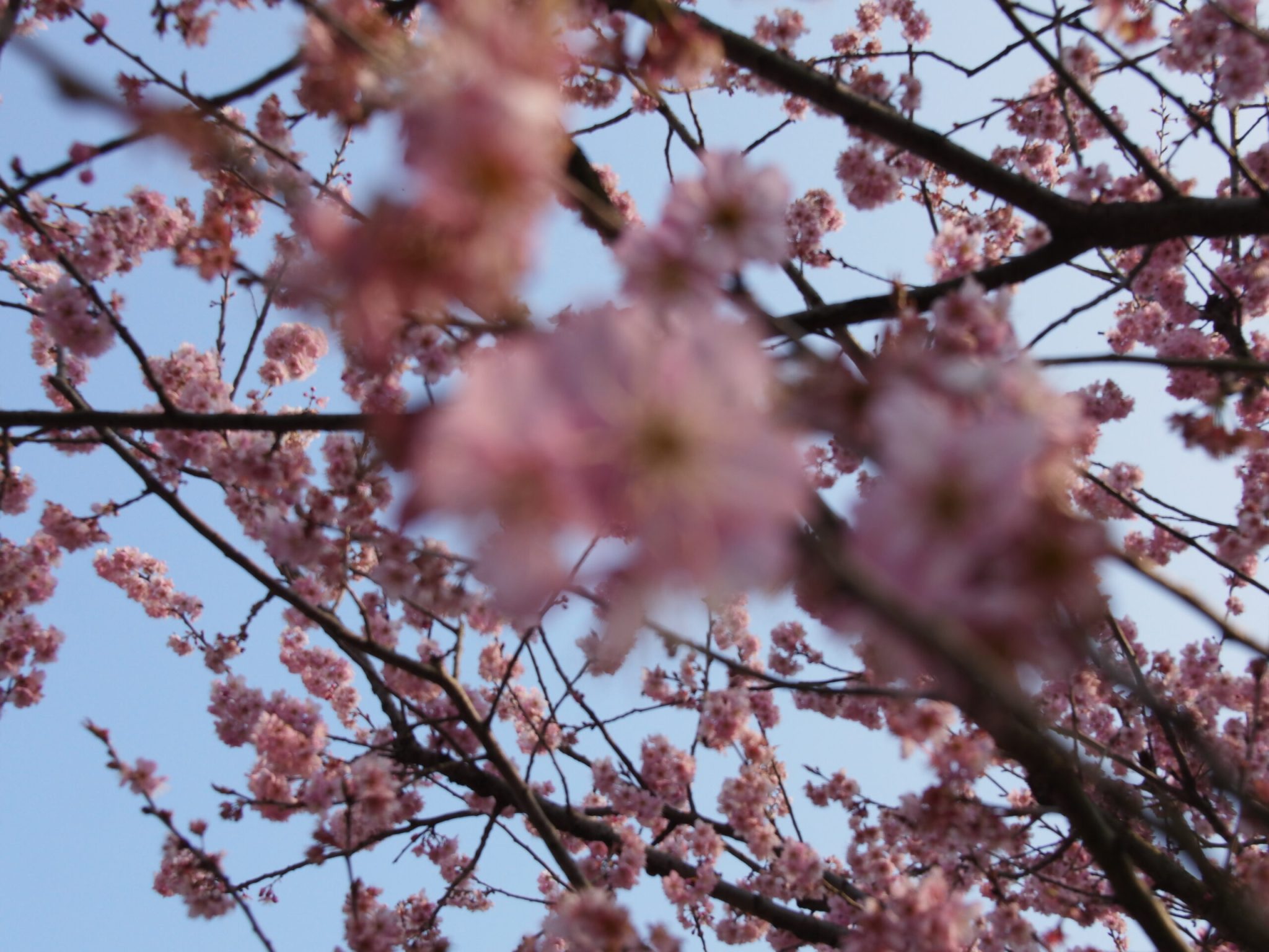 杭州西湖-太子湾樱花