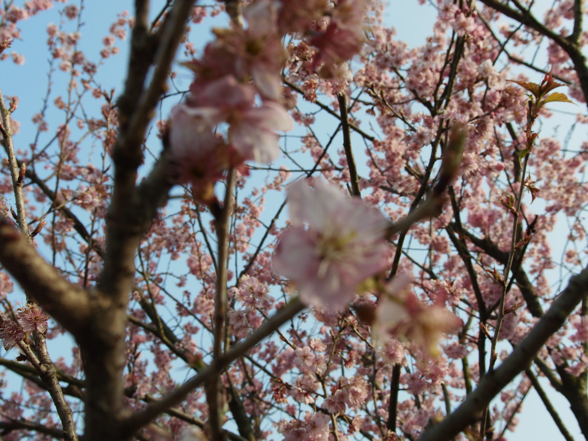 杭州西湖-太子湾樱花