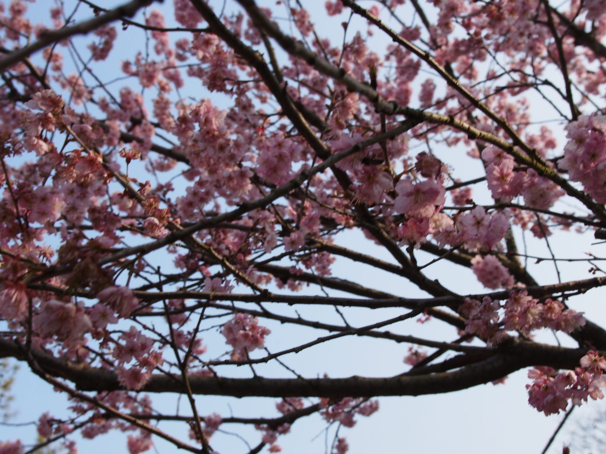 杭州西湖-太子湾樱花