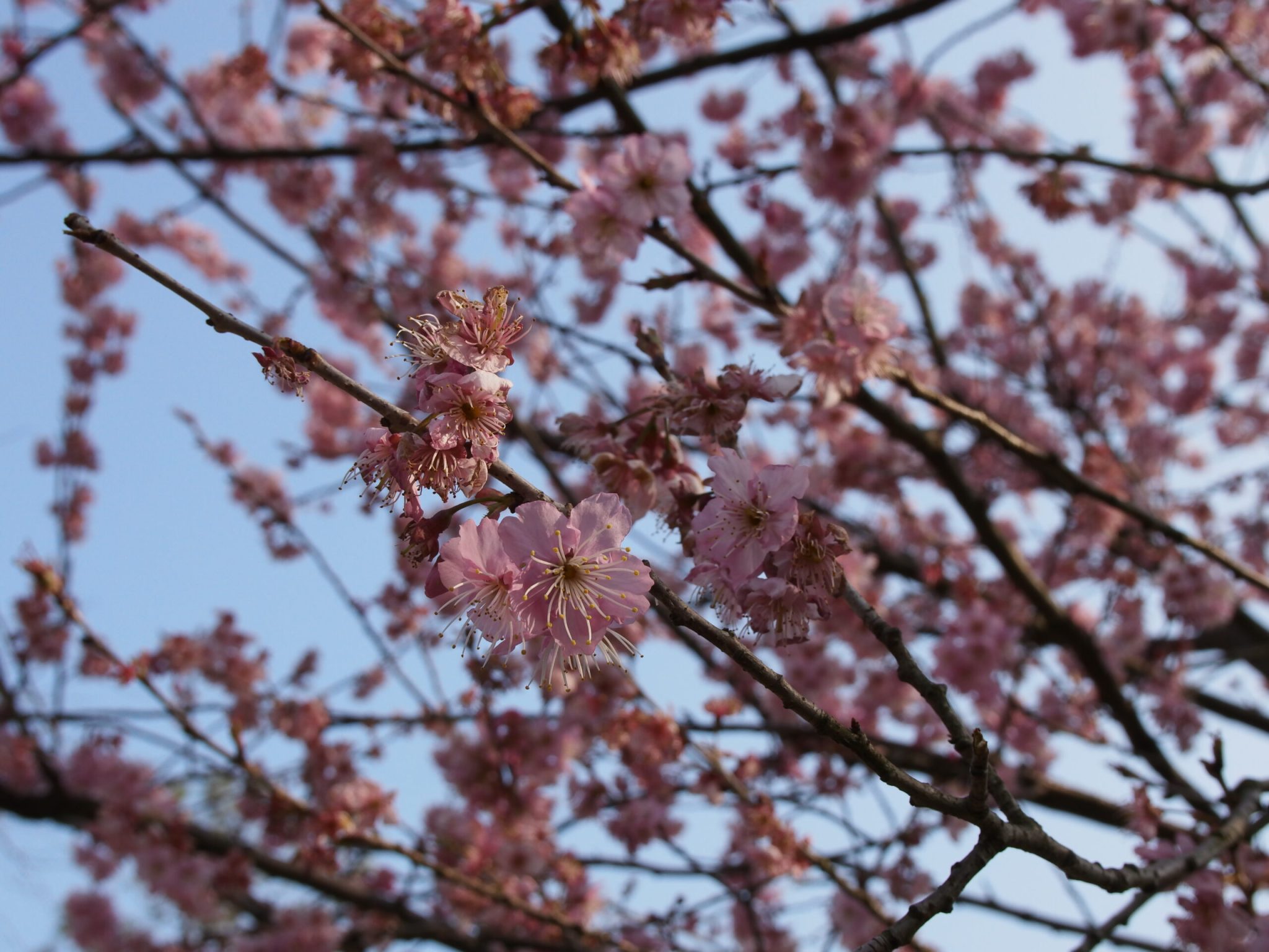 杭州西湖-太子湾樱花