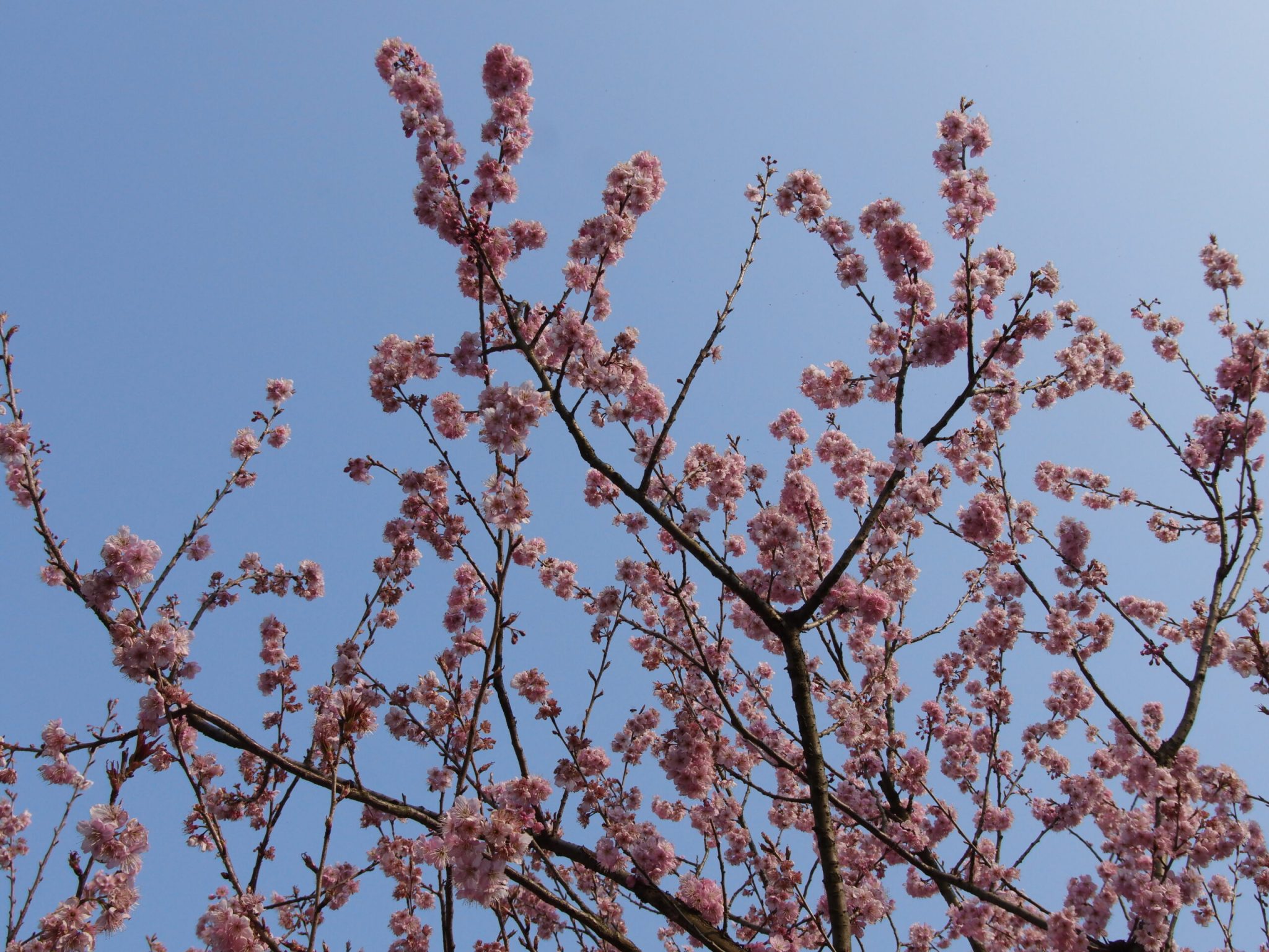 杭州西湖-太子湾樱花