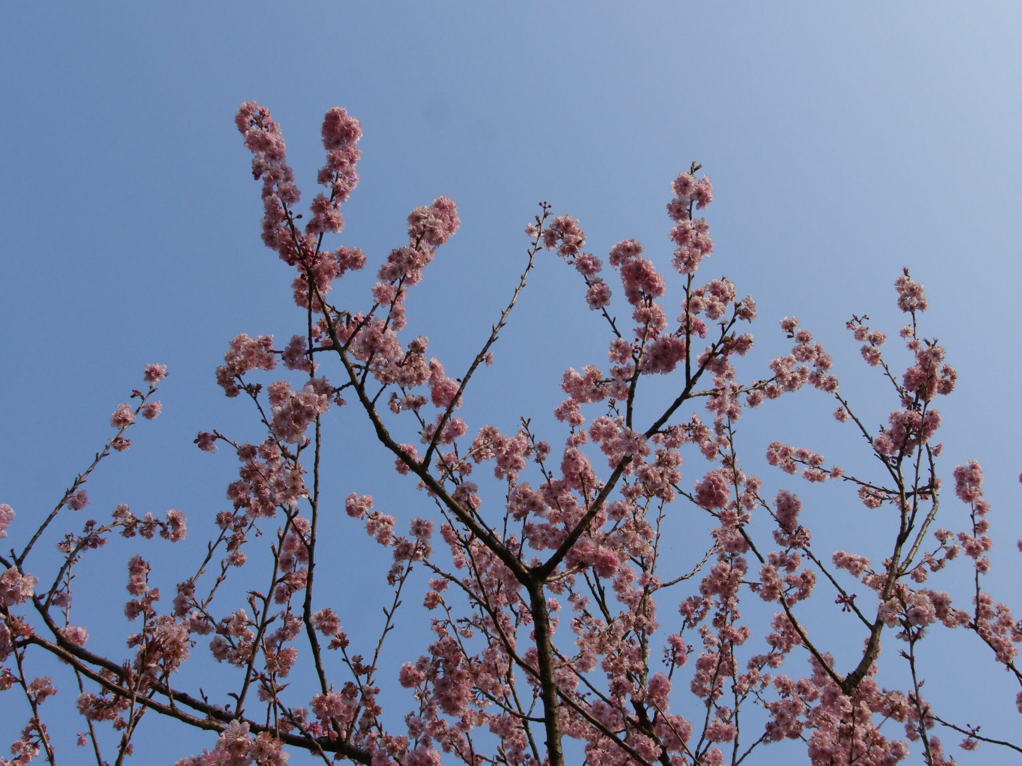 杭州西湖-太子湾樱花