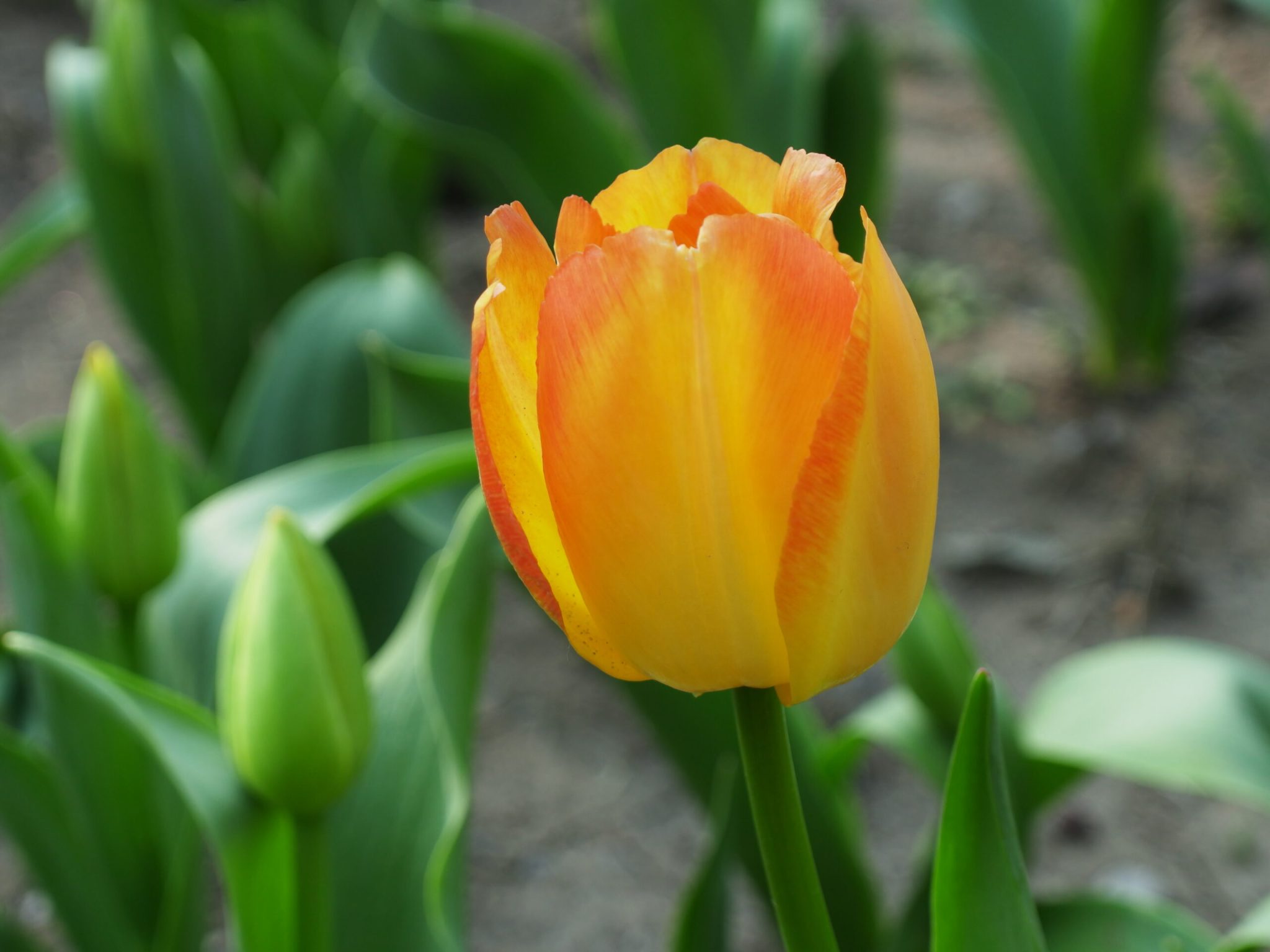 杭州西湖-太子湾郁金香