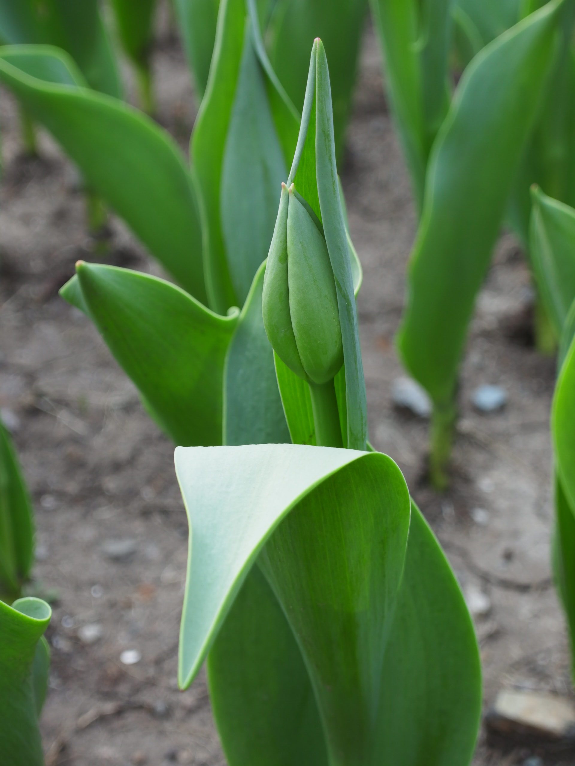 杭州西湖-太子湾郁金香