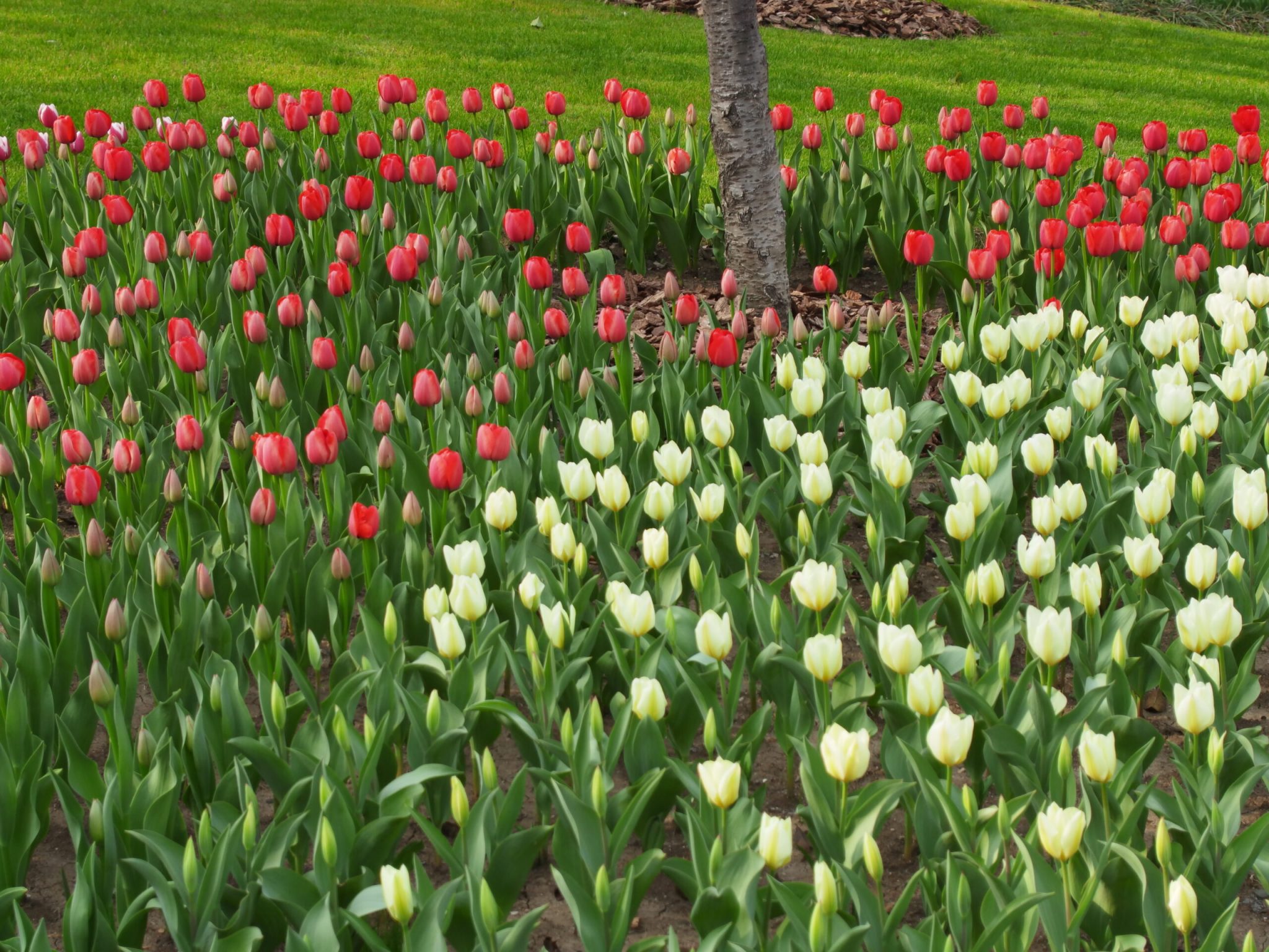 杭州西湖-太子湾郁金香