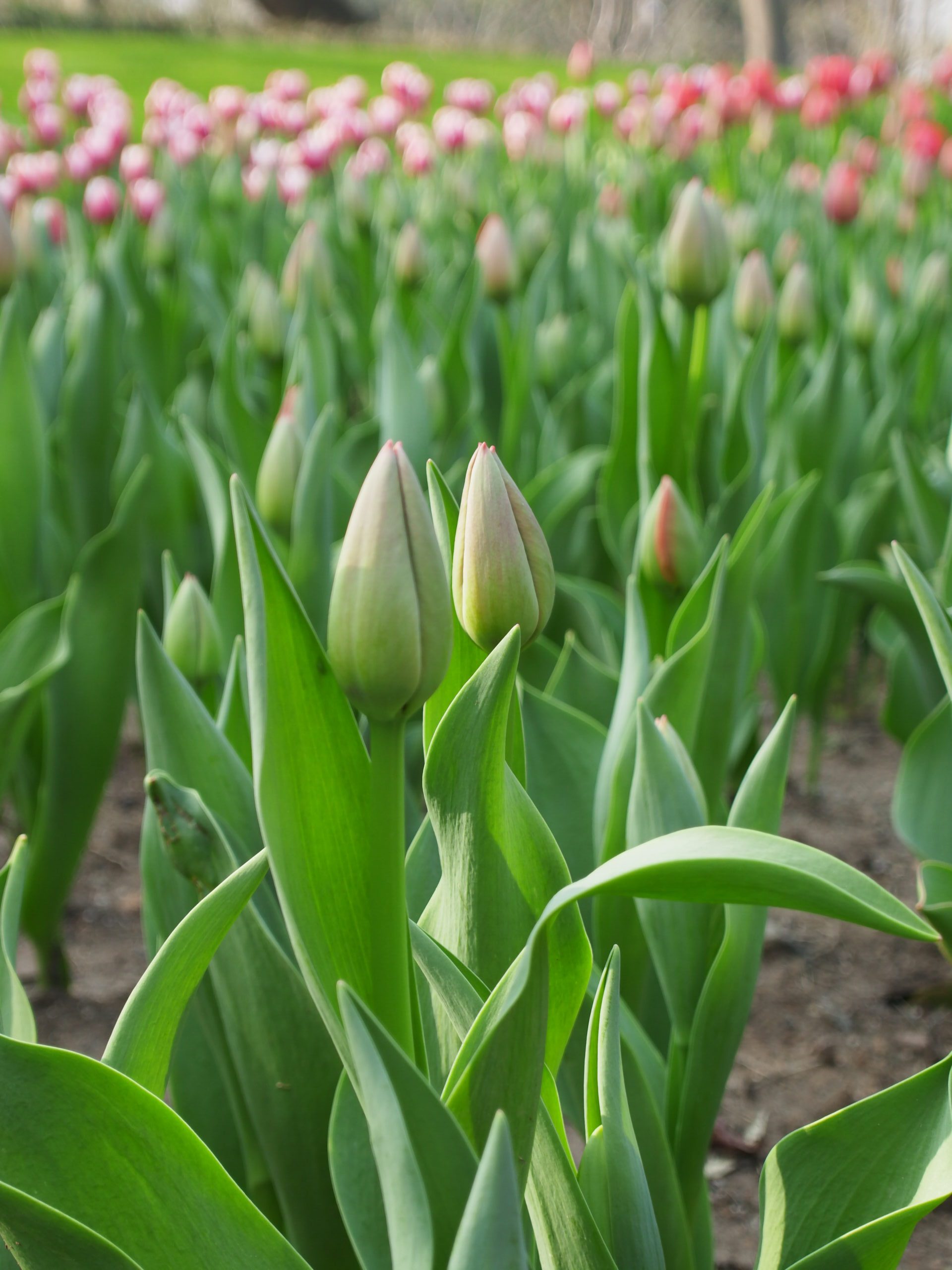杭州西湖-太子湾郁金香