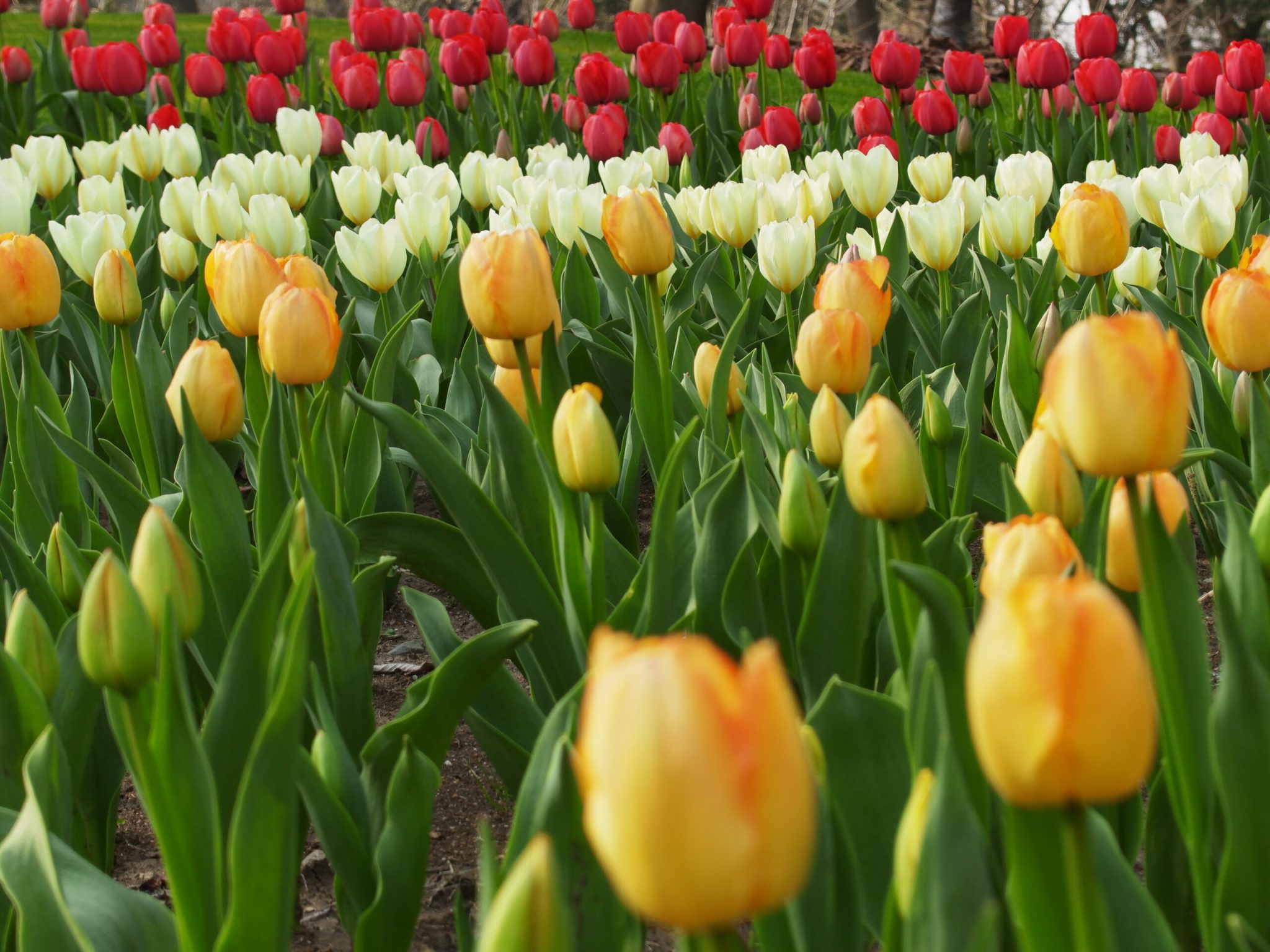 杭州西湖-太子湾郁金香
