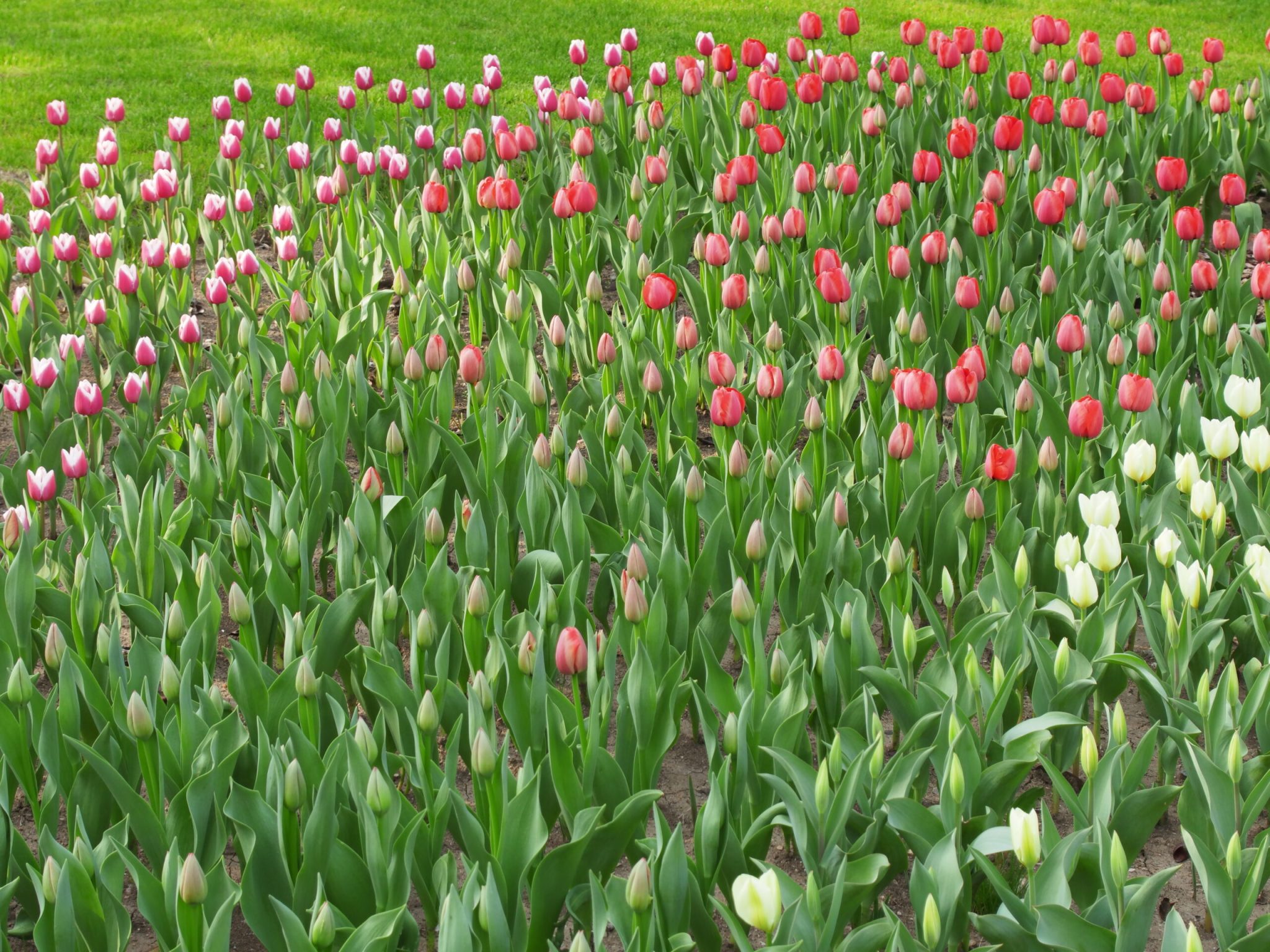 杭州西湖-太子湾郁金香