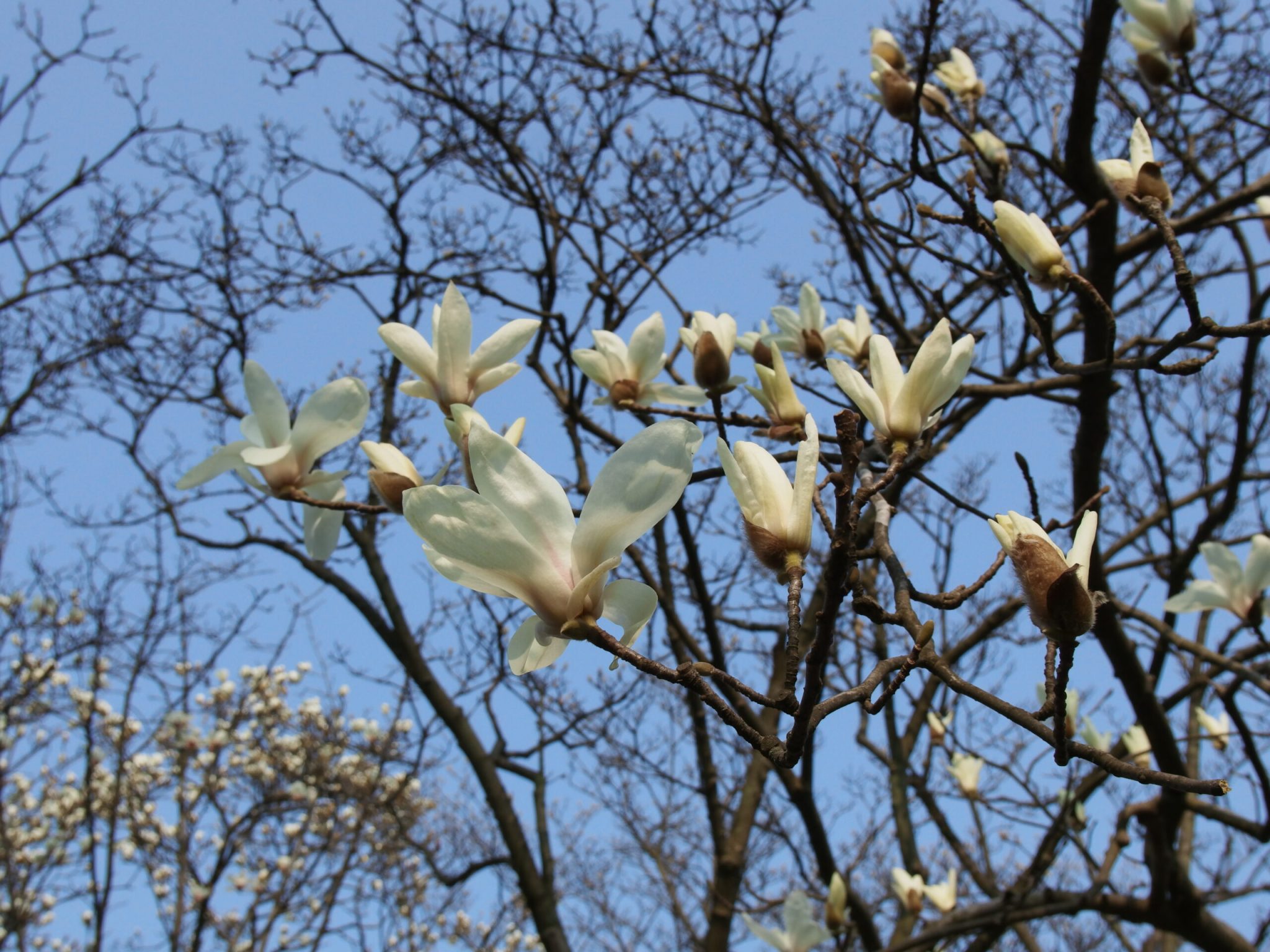 杭州西湖-太子湾玉兰花