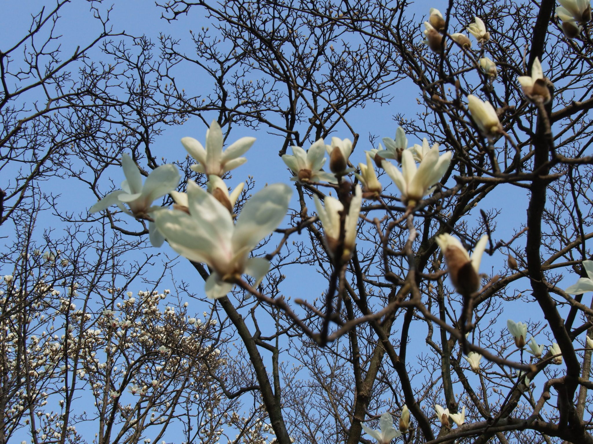 杭州西湖-太子湾玉兰花