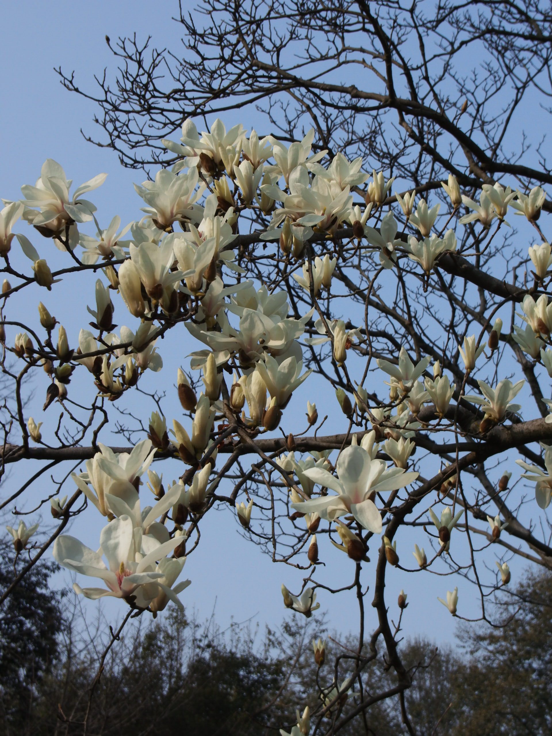 杭州西湖-太子湾玉兰花