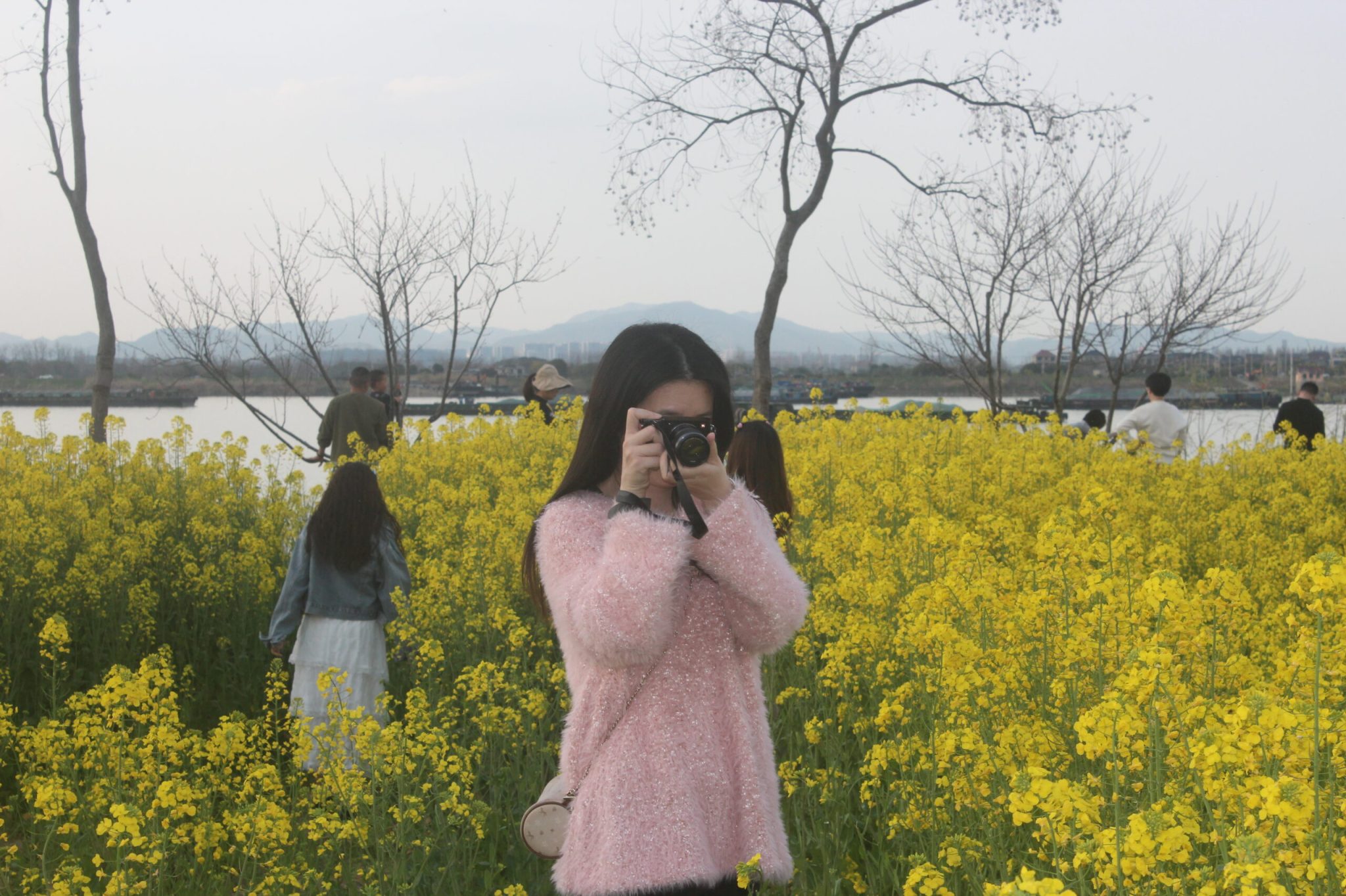 五丰岛-油菜花