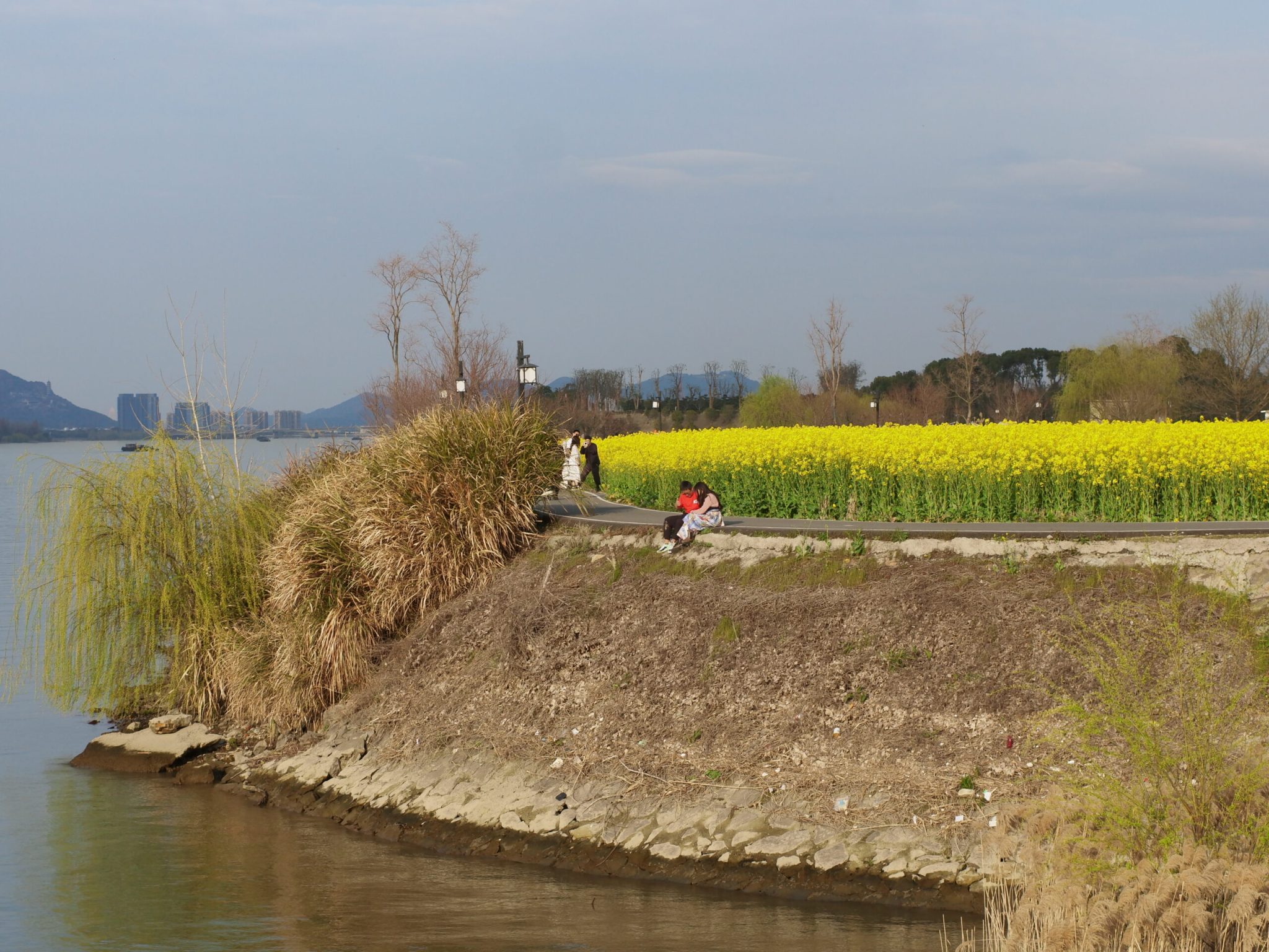 五丰岛-芦苇-油菜花