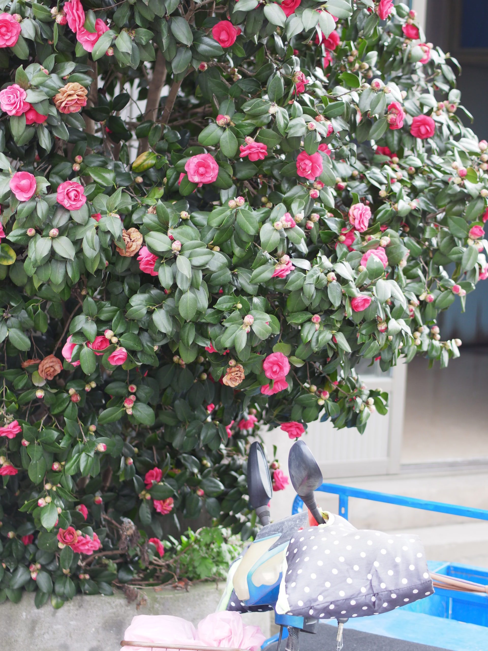 墅溪古镇-月季-三轮车