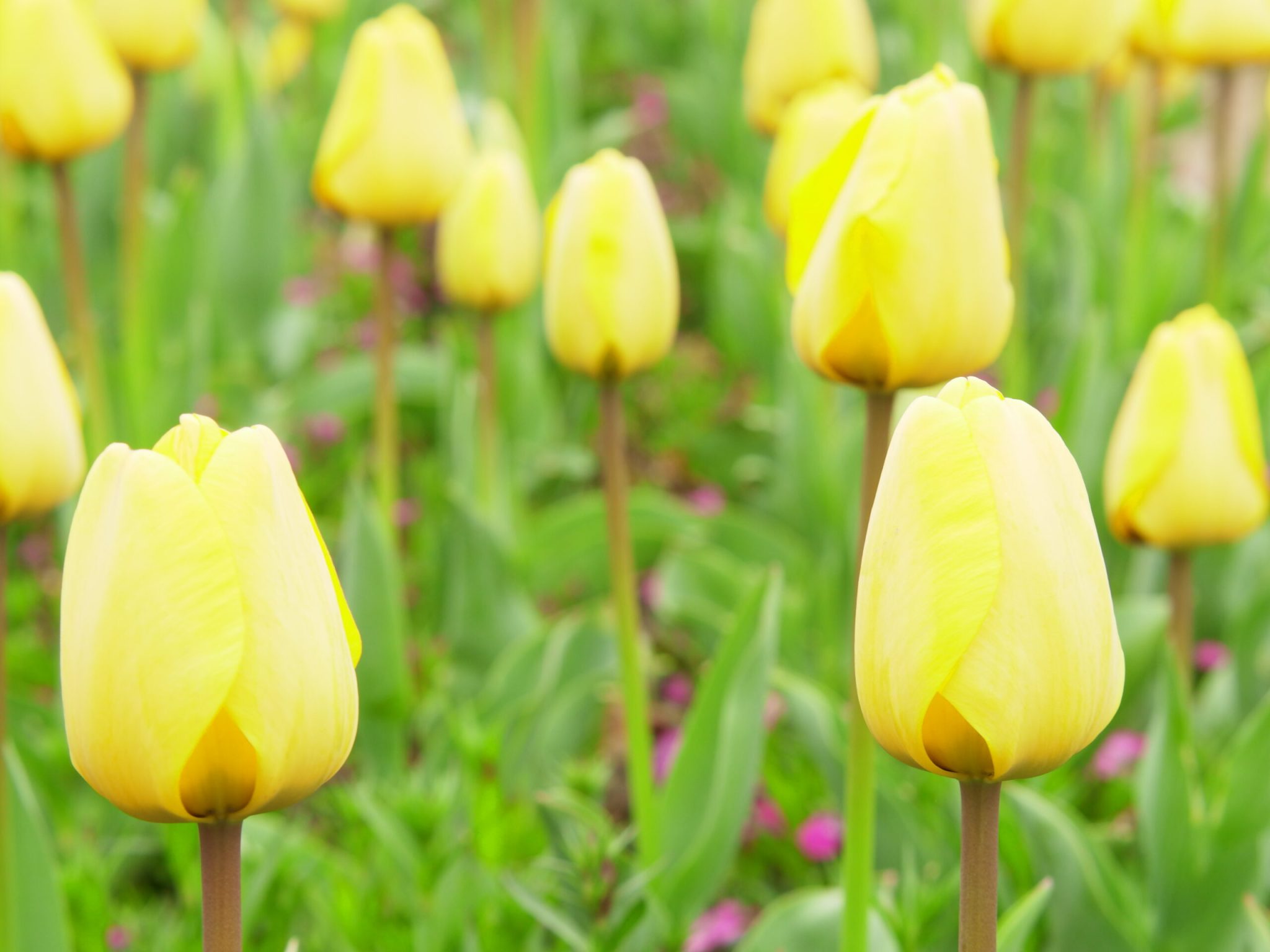 南江公园-郁金香