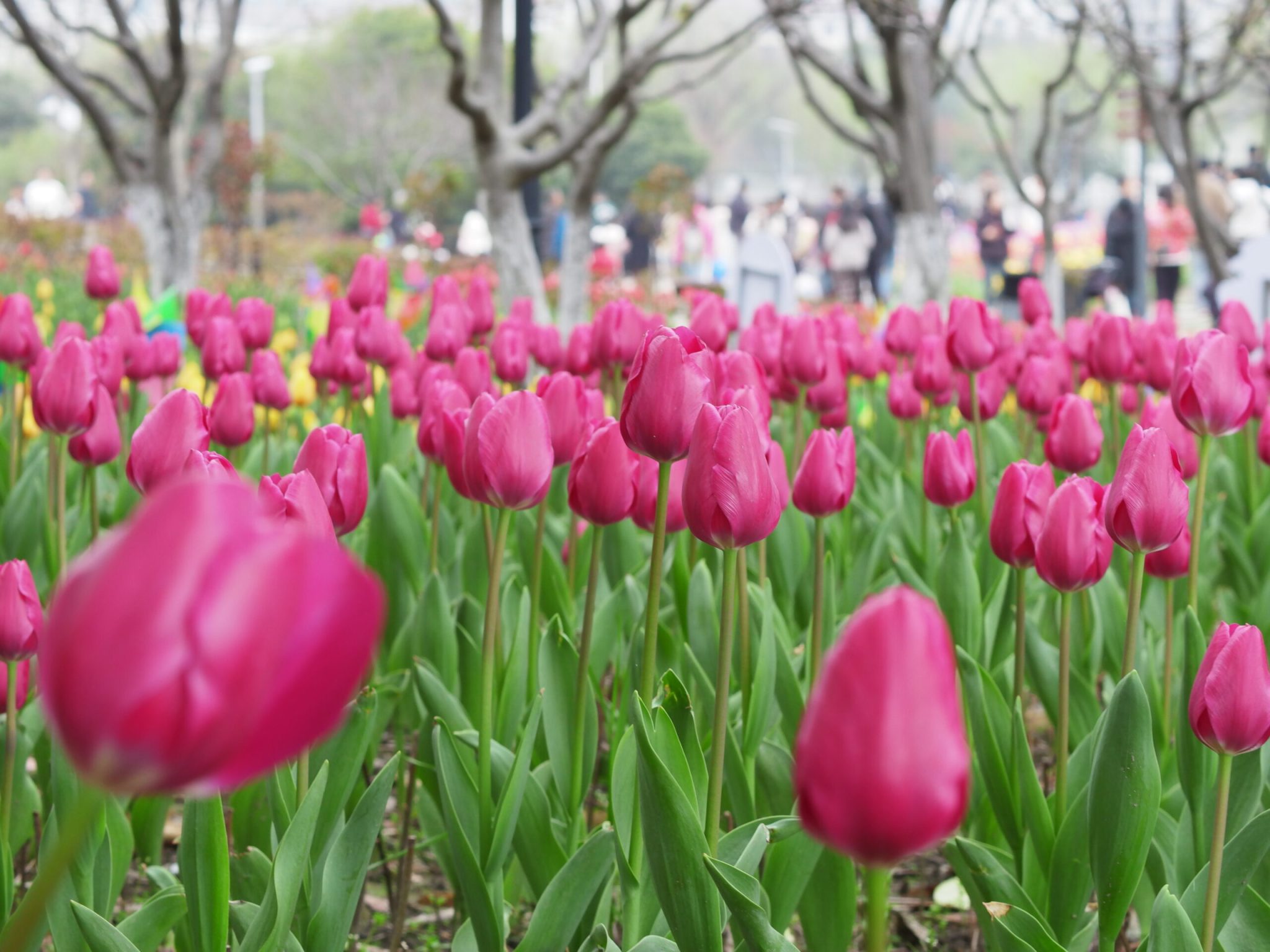 南江公园-郁金香