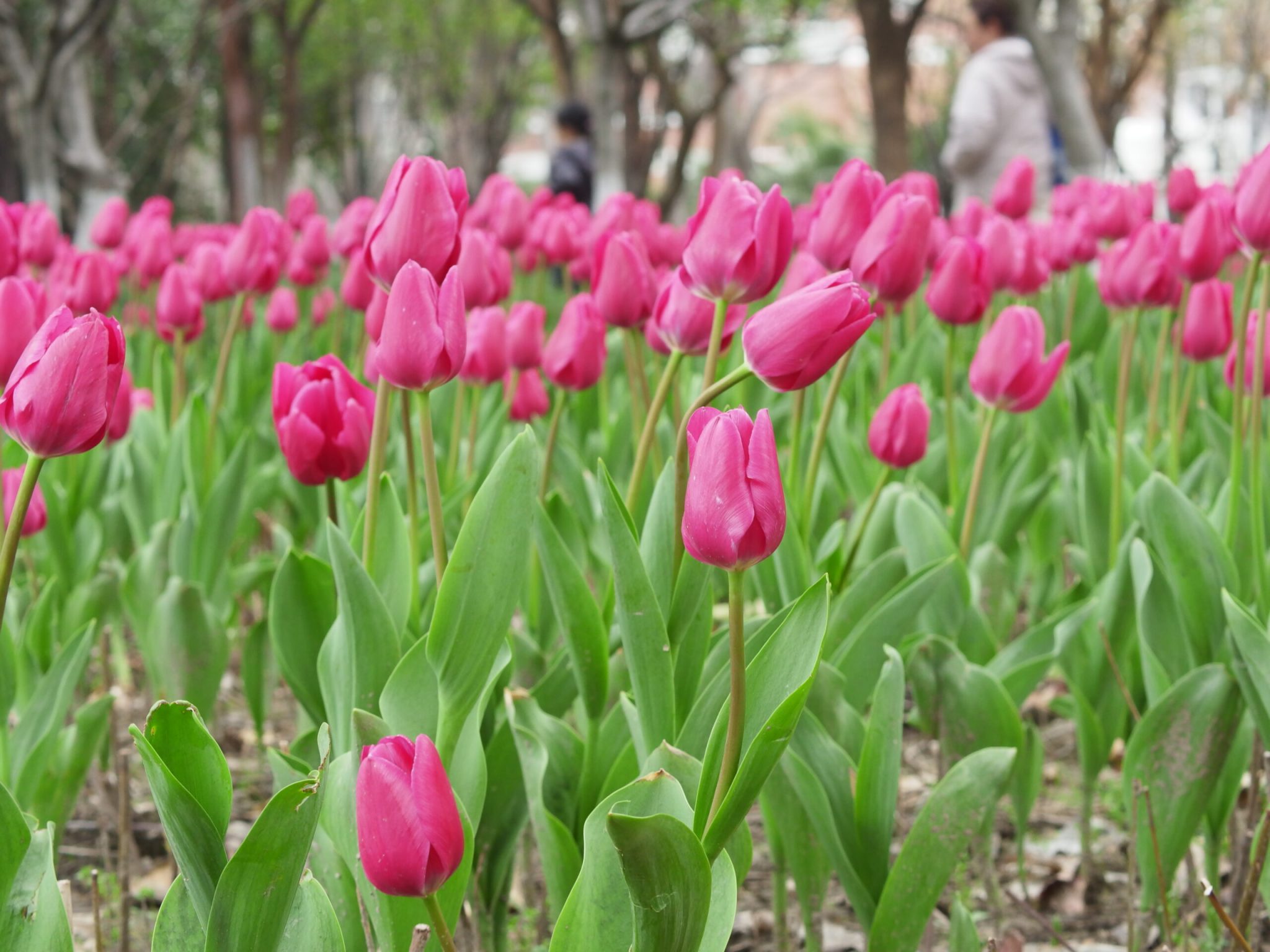 南江公园-郁金香