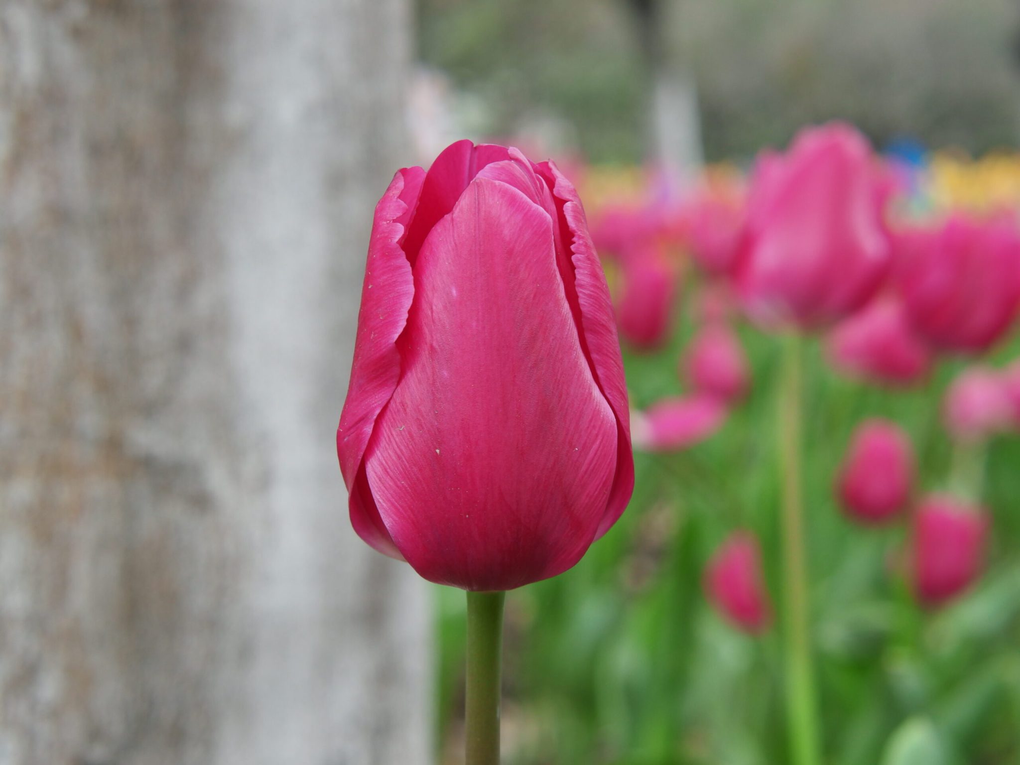 南江公园-郁金香
