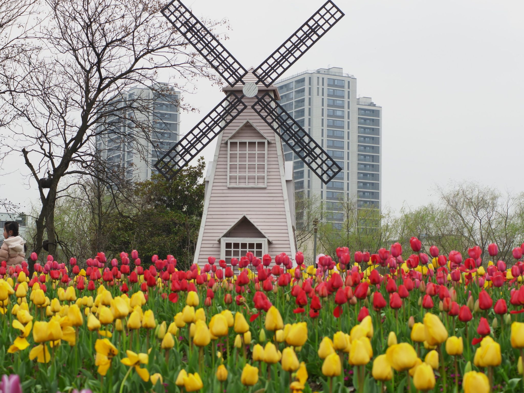 南江公园-郁金香和风车