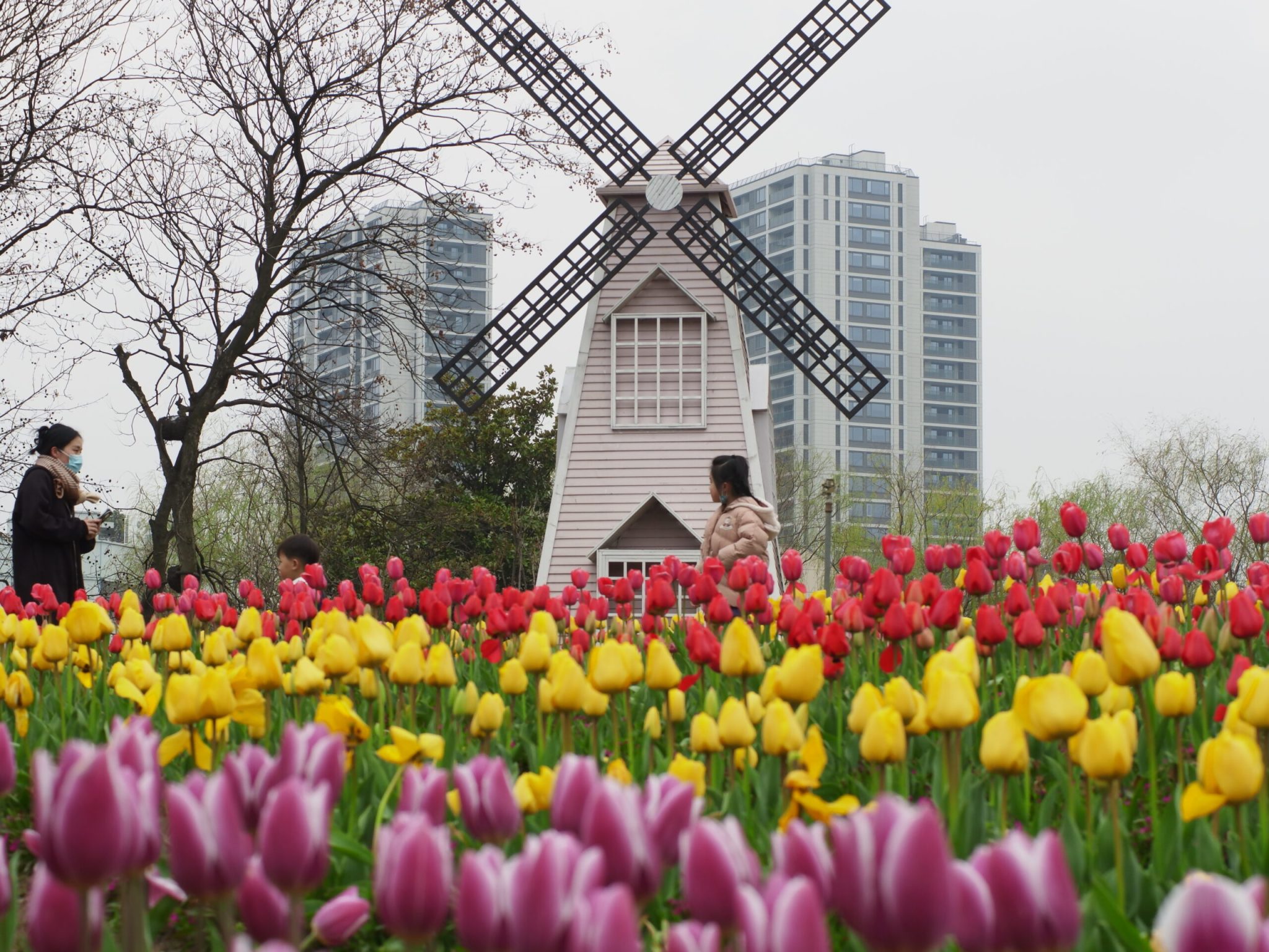 南江公园-郁金香和风车