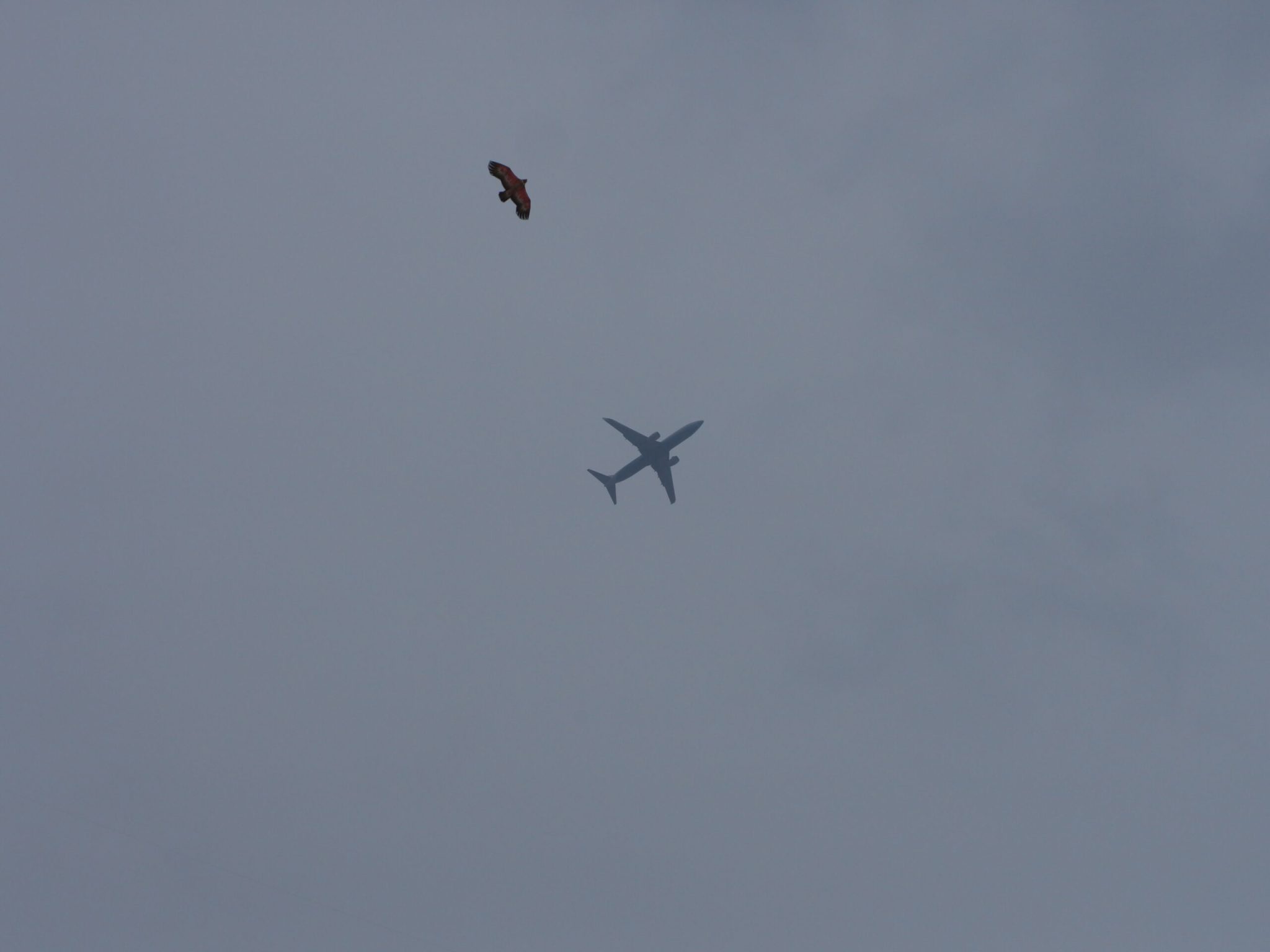 南江公园-飞机和风筝