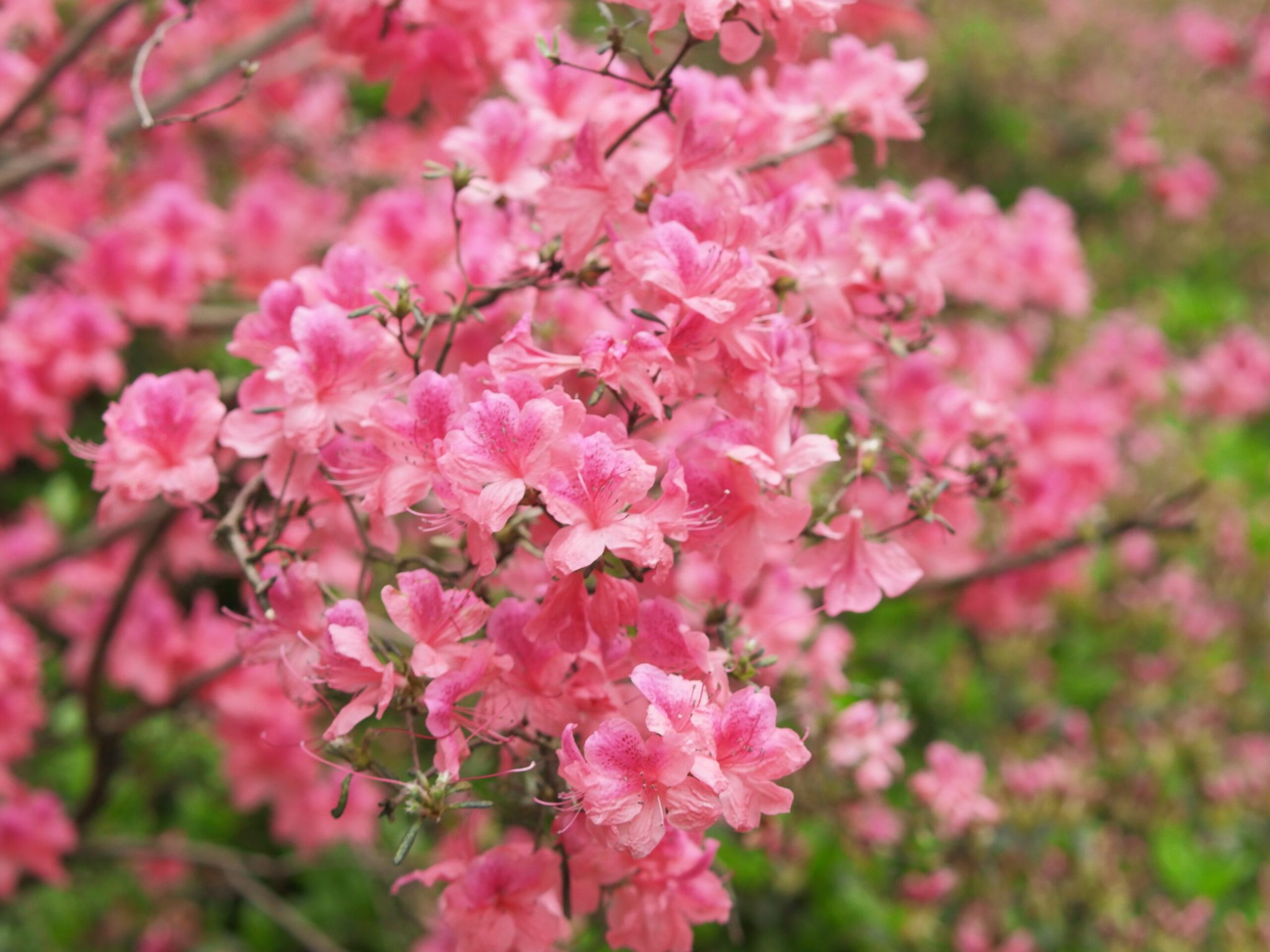 临平公园-杜鹃花-莫奈花园