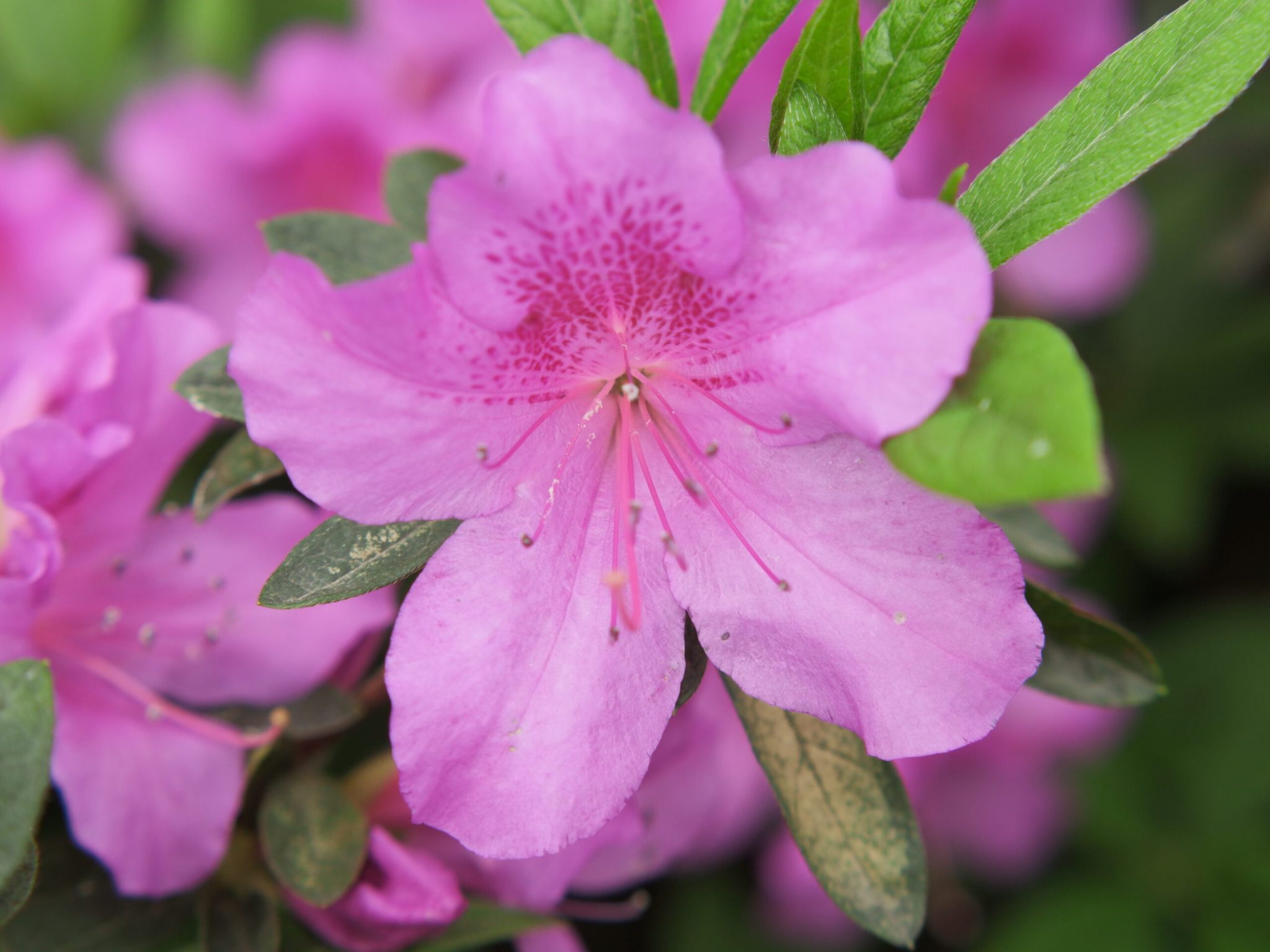 临平公园-杜鹃花-莫奈花园