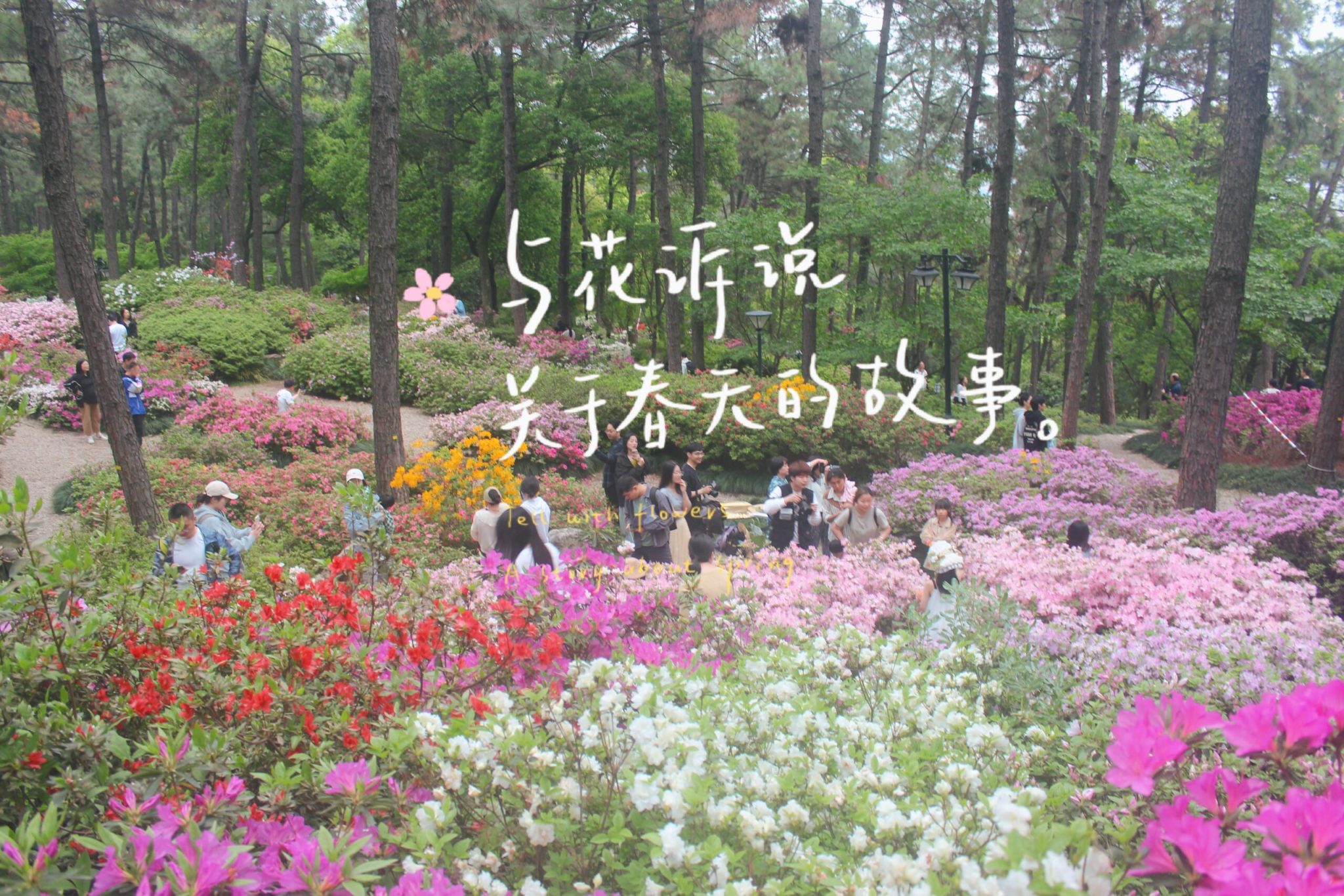 临平公园-杜鹃花-莫奈花园