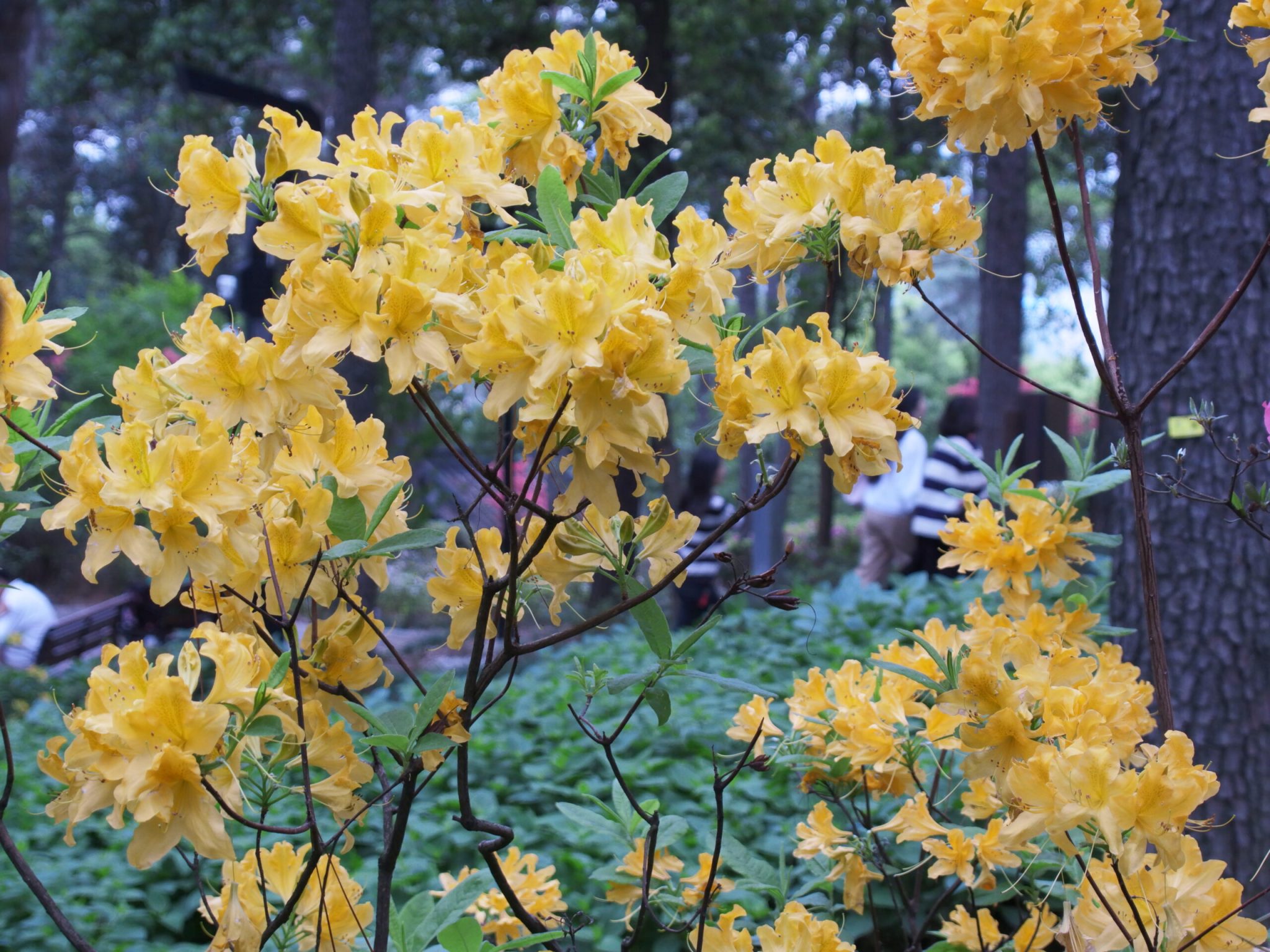 临平公园-杜鹃花-莫奈花园