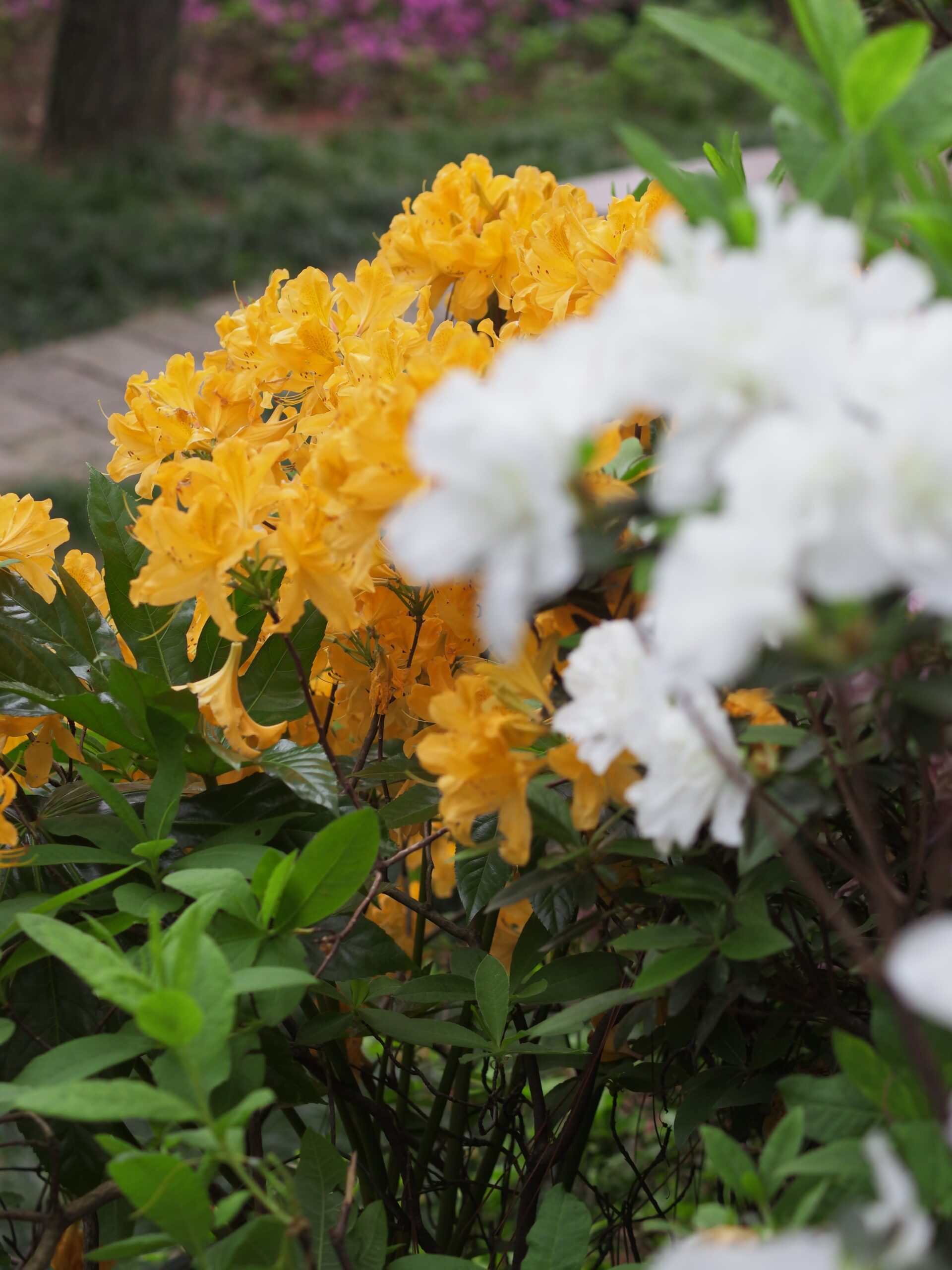 临平公园-杜鹃花-莫奈花园