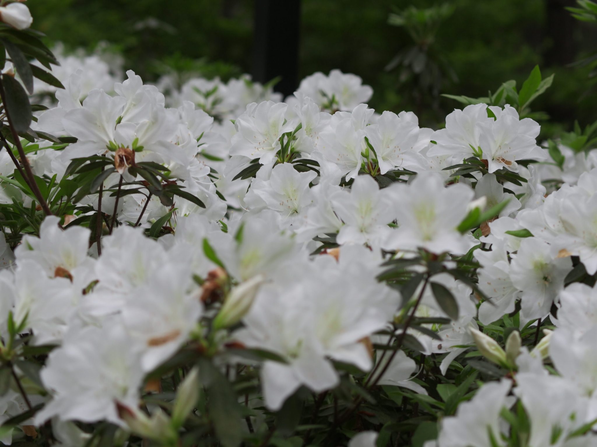 临平公园-杜鹃花-莫奈花园