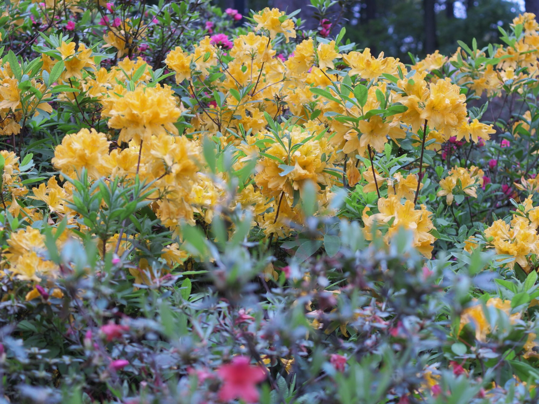 临平公园-杜鹃花-莫奈花园
