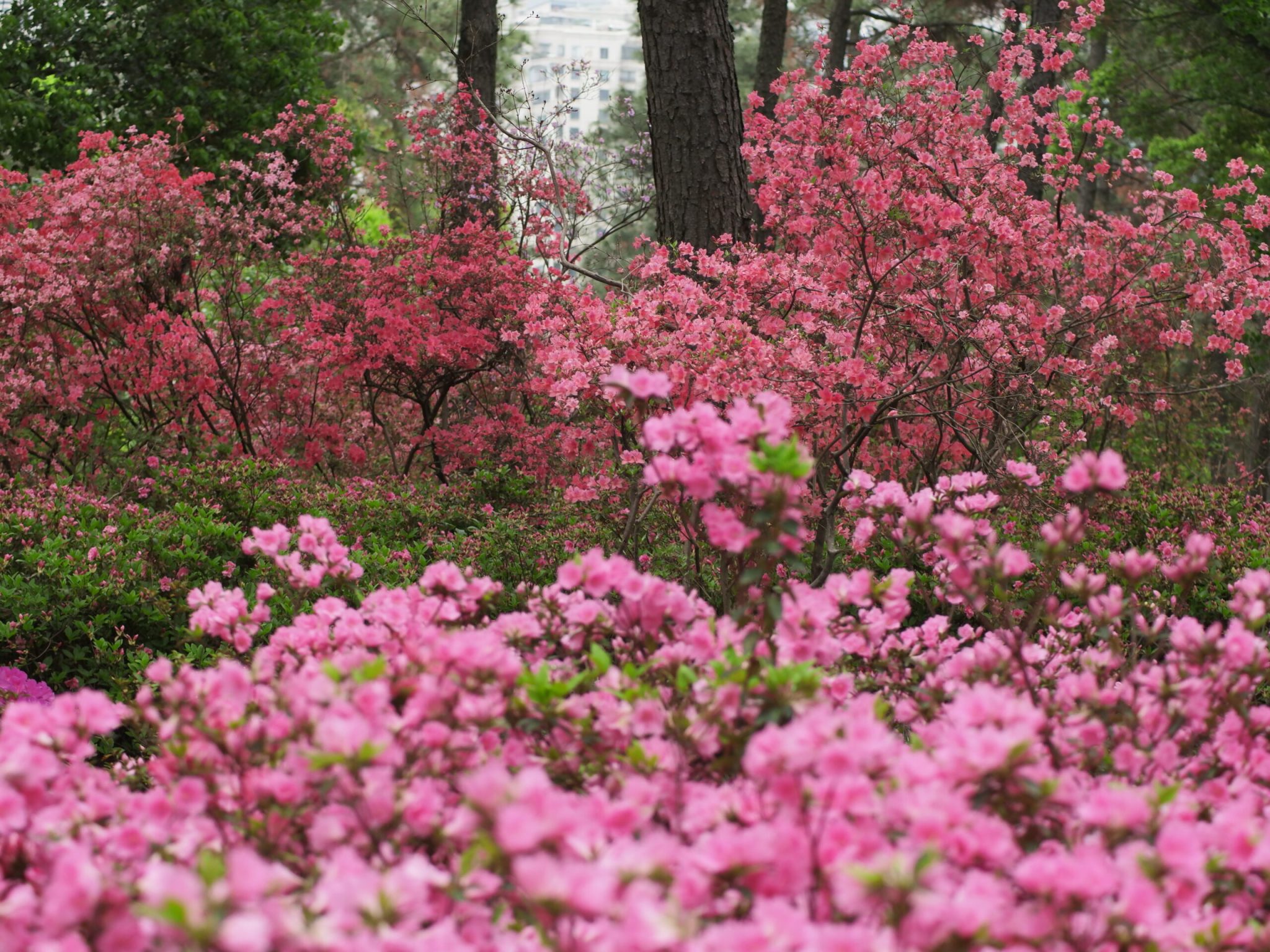 临平公园-杜鹃花-莫奈花园