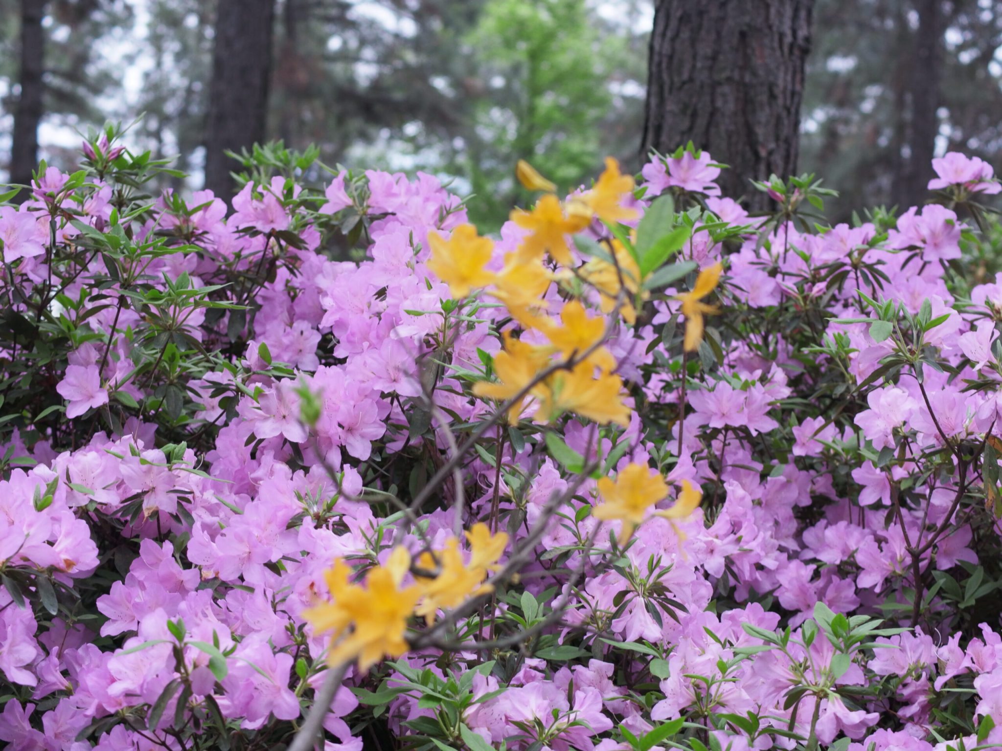 临平公园-杜鹃花-莫奈花园