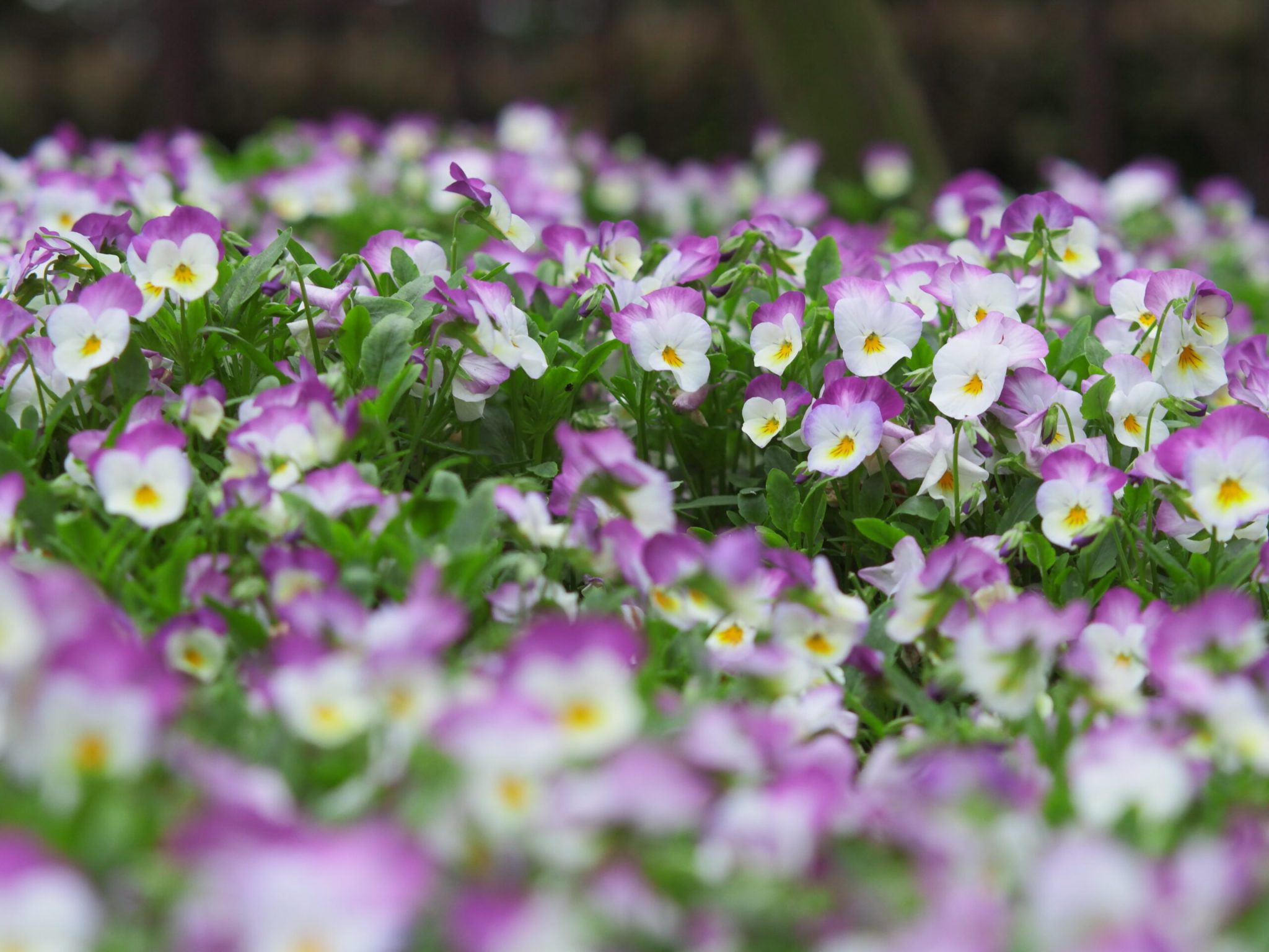 临平公园-杜鹃花-莫奈花园