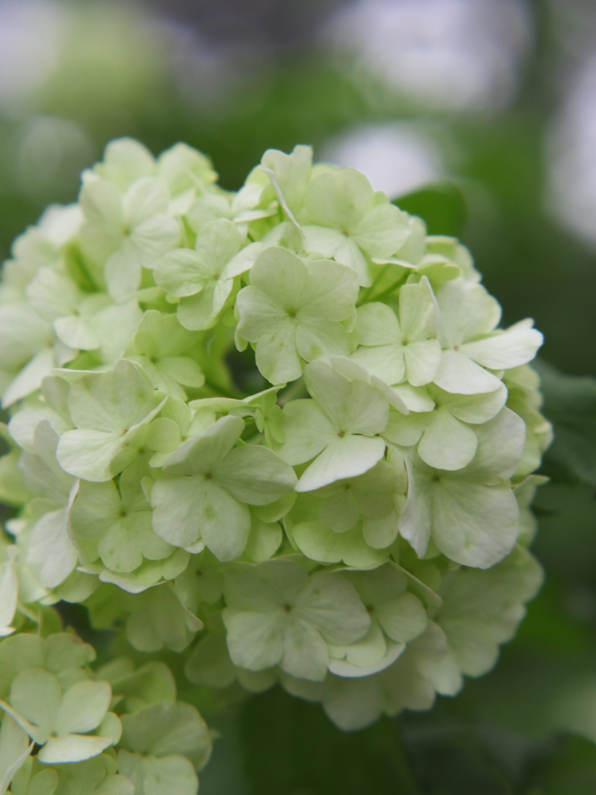 临平公园-绣球花