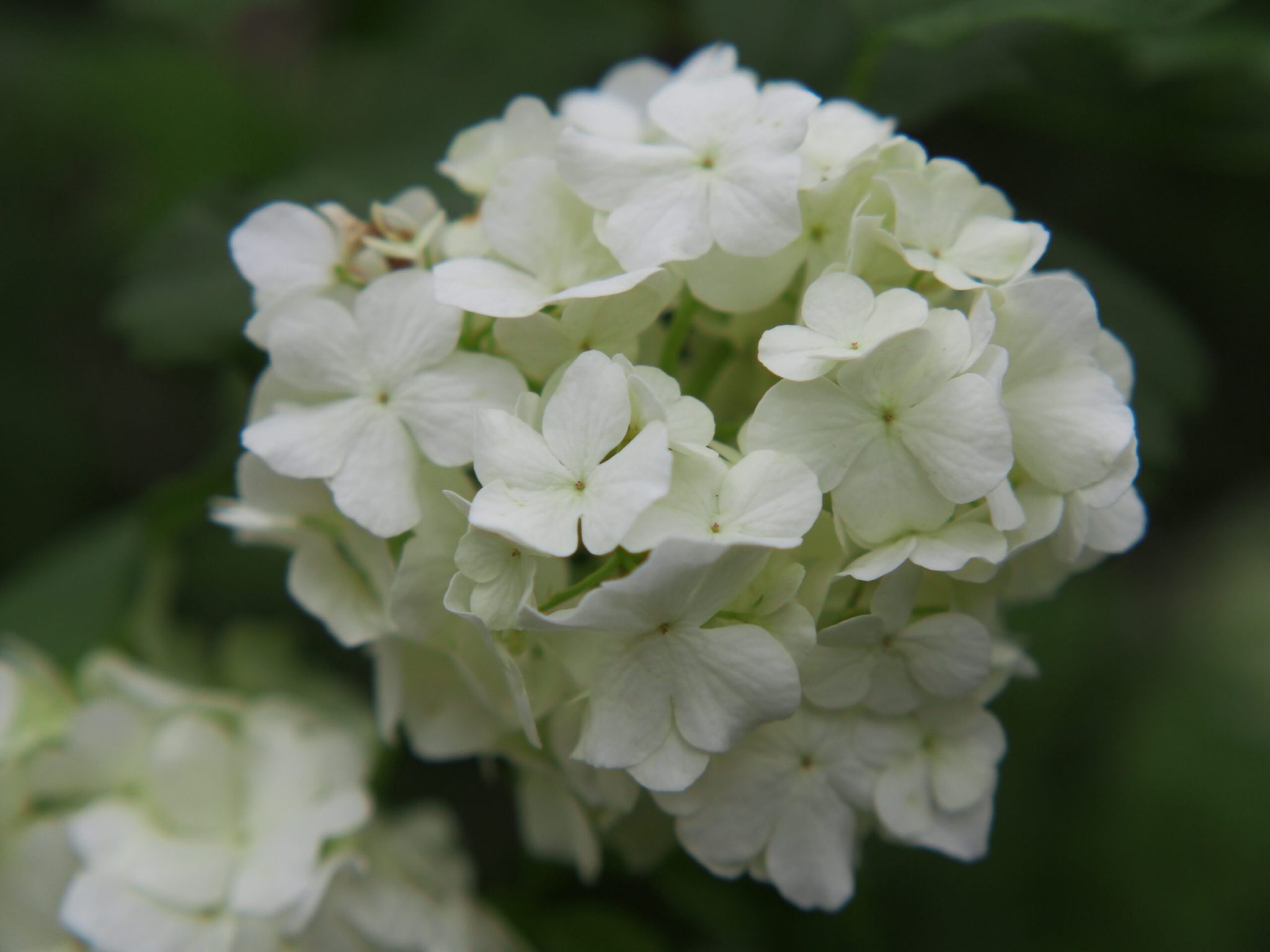 临平公园-绣球花