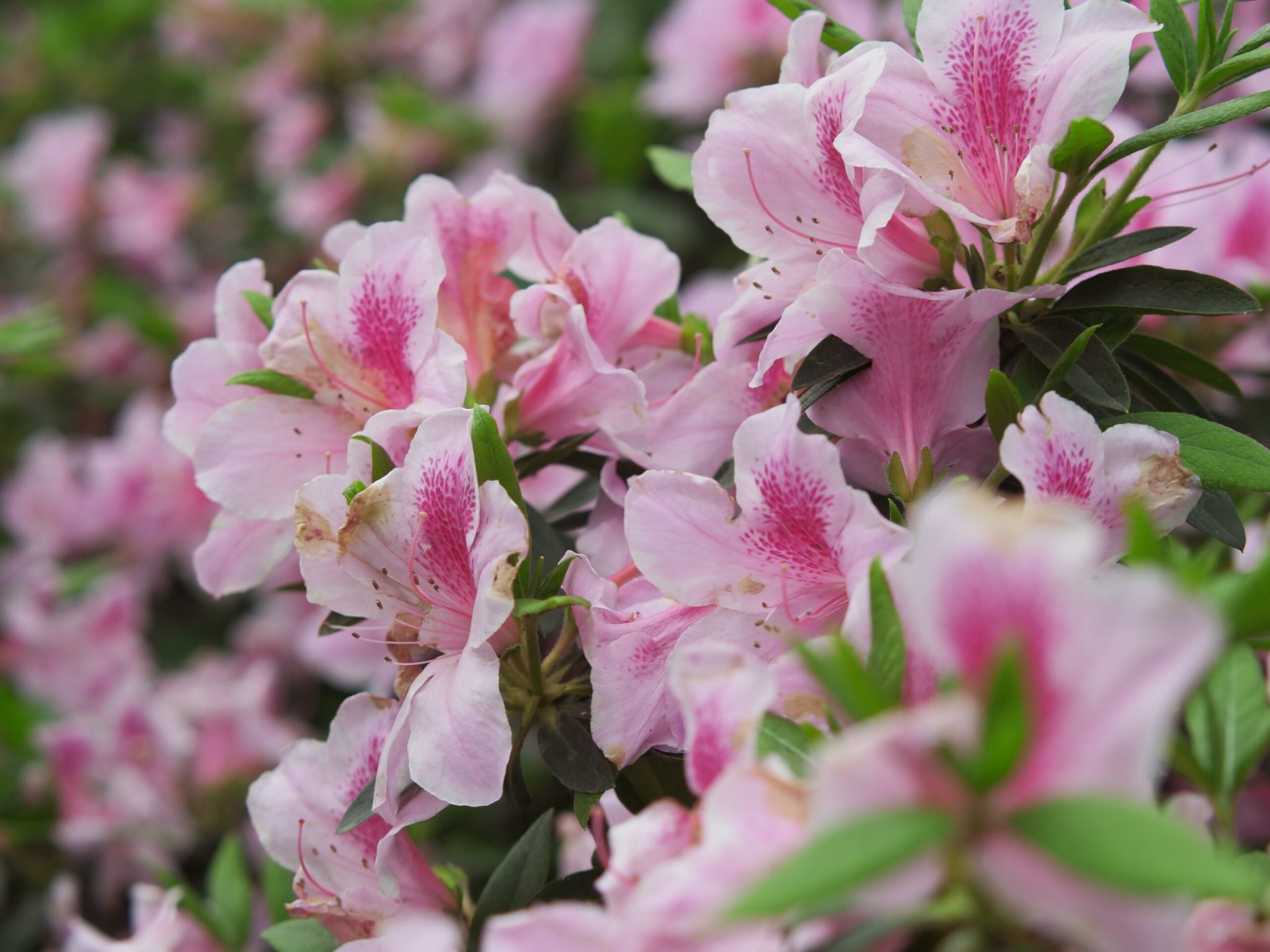 临平公园-杜鹃花-莫奈花园